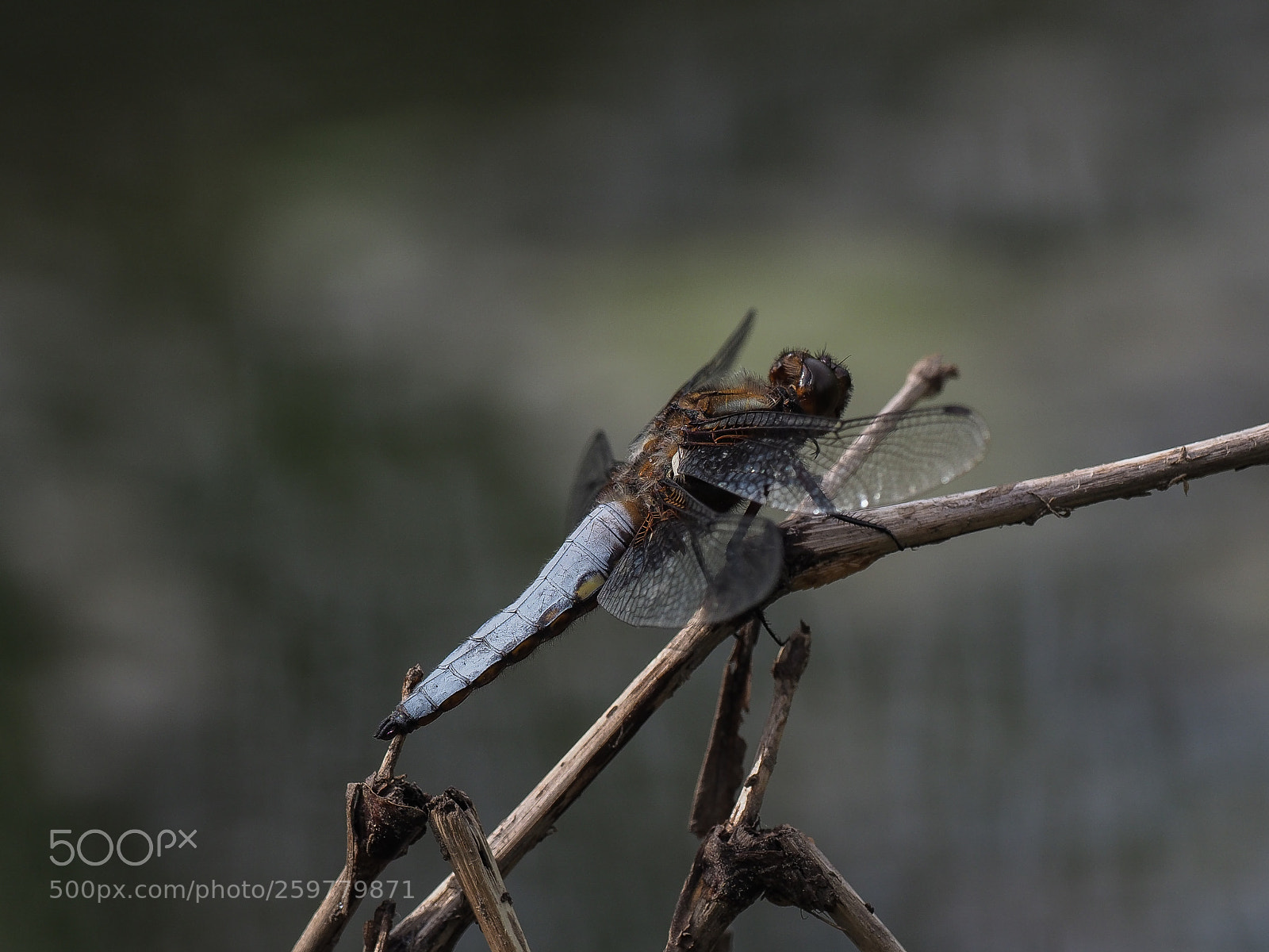 Olympus OM-D E-M1 Mark II sample photo. Plattbauch (libellula depressa) photography