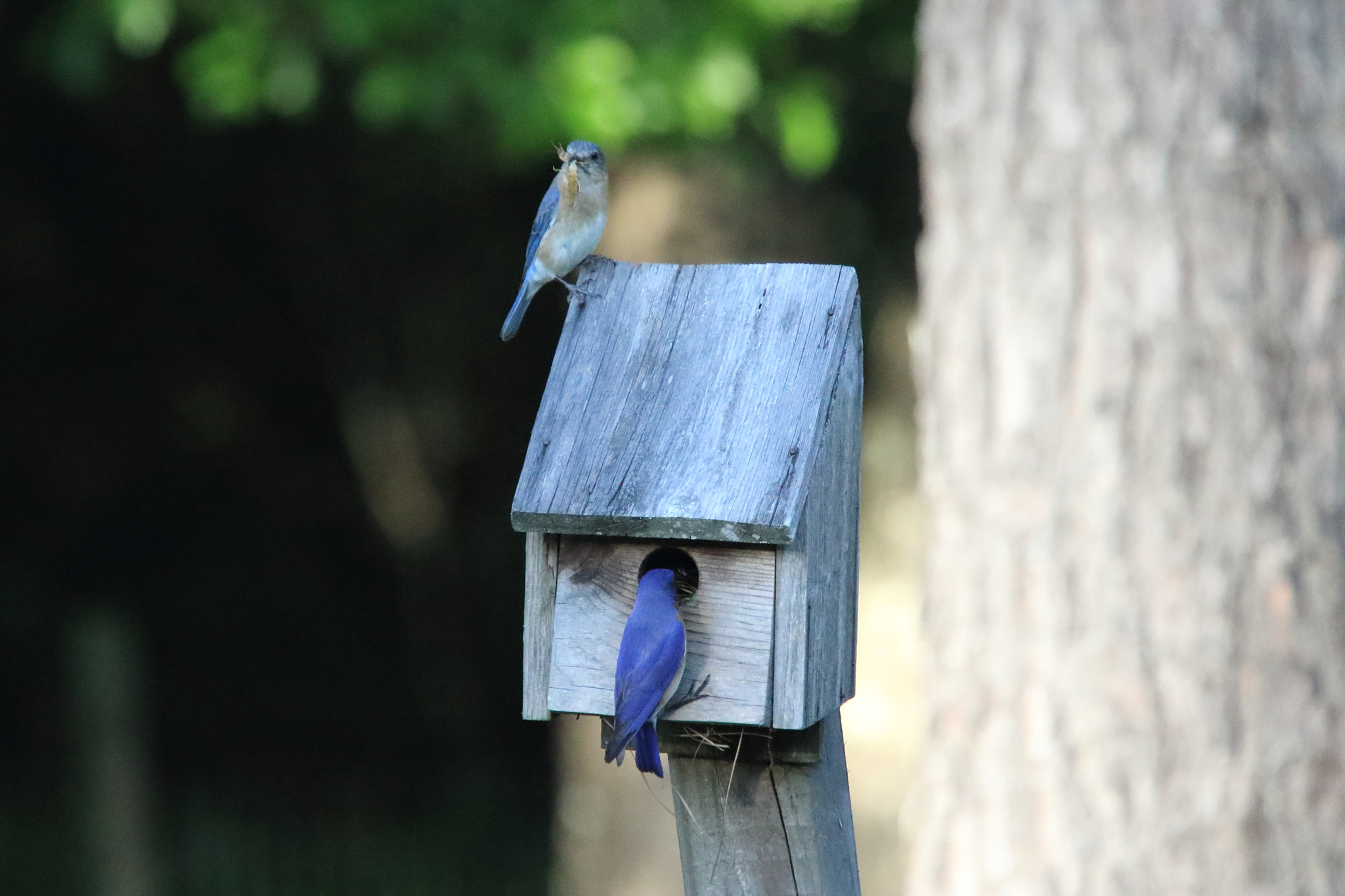 Canon EOS 7D Mark II sample photo. Birdhouse photography