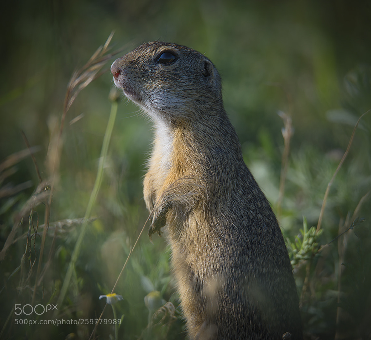 Nikon D610 sample photo. Sentinel photography