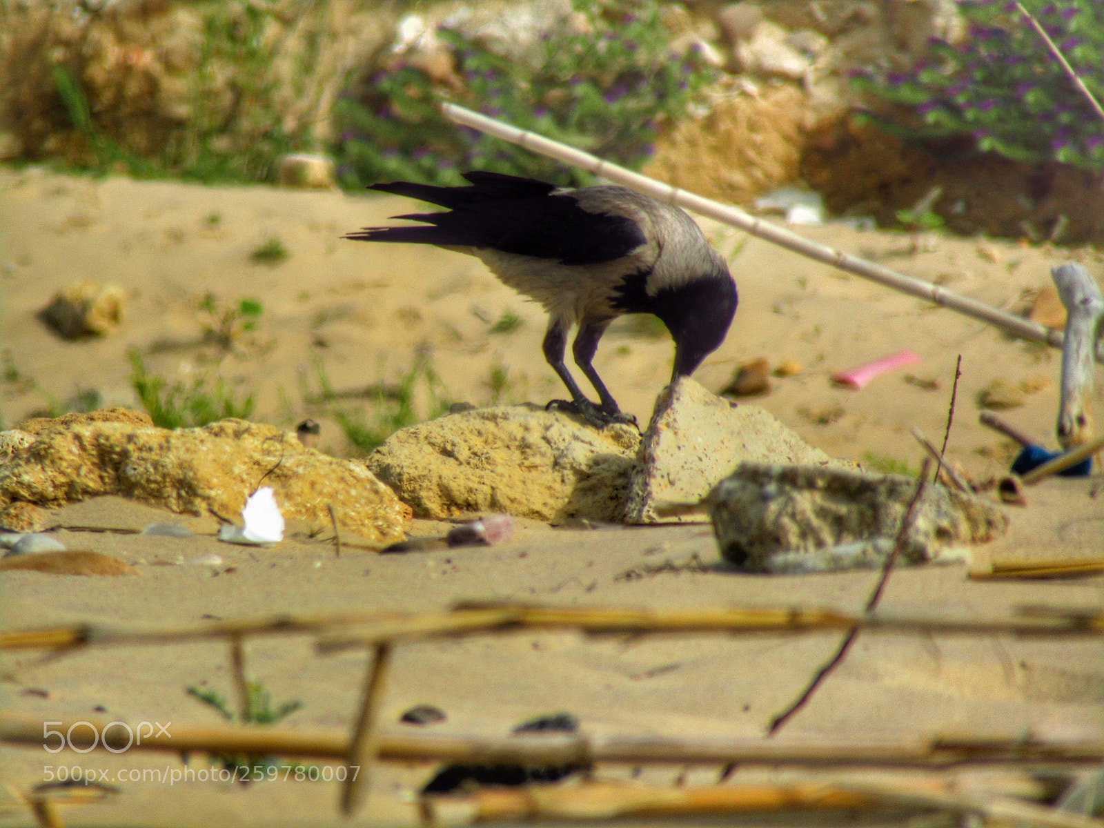 Canon POWERSHOT SX432 IS sample photo. Untitled photography