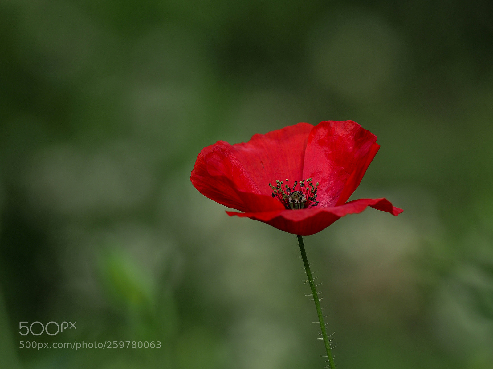 Olympus OM-D E-M1 Mark II sample photo. Poppy (papaver rhoeas) photography