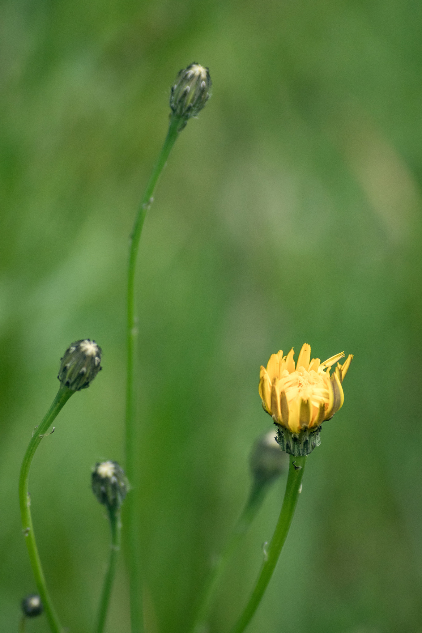 Nikon 1 J5 sample photo. Tiny yellow flower photography