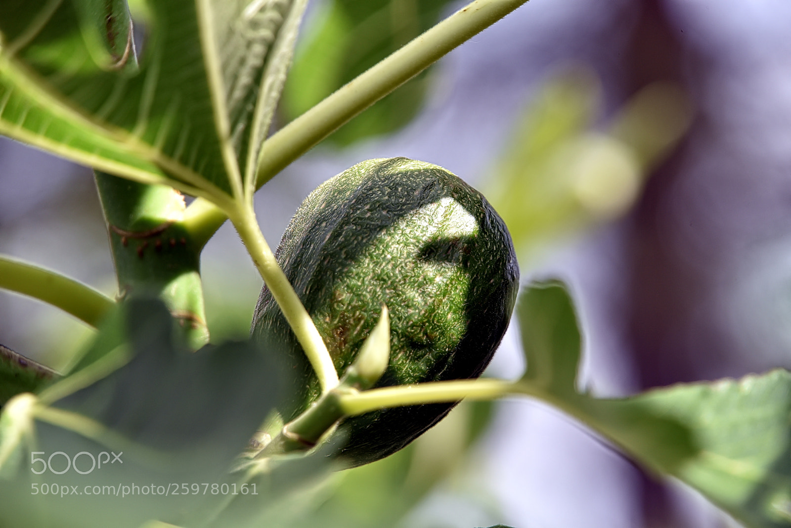 Nikon D750 sample photo. Fig photography