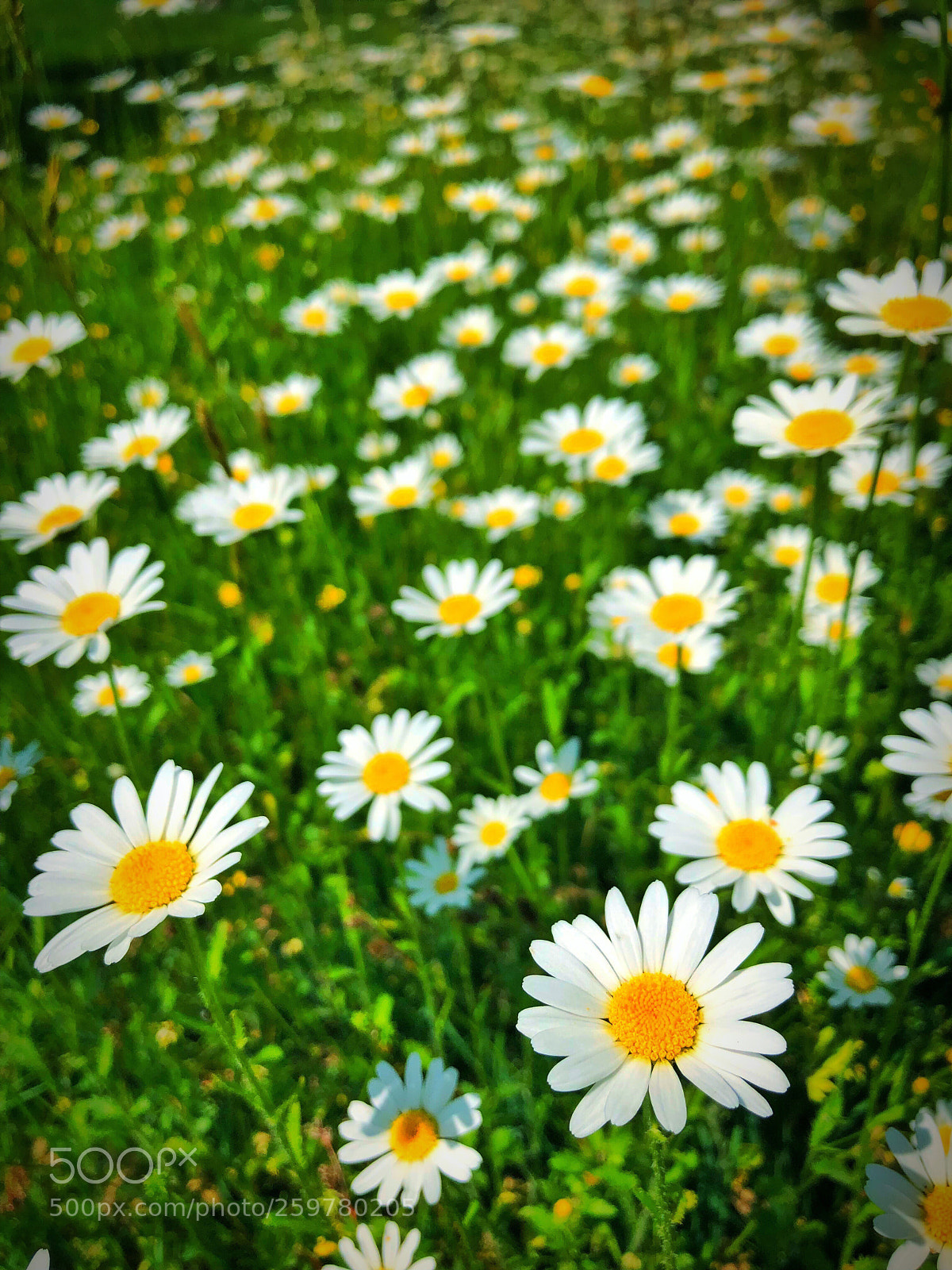 Apple iPhone X sample photo. Untitled photography