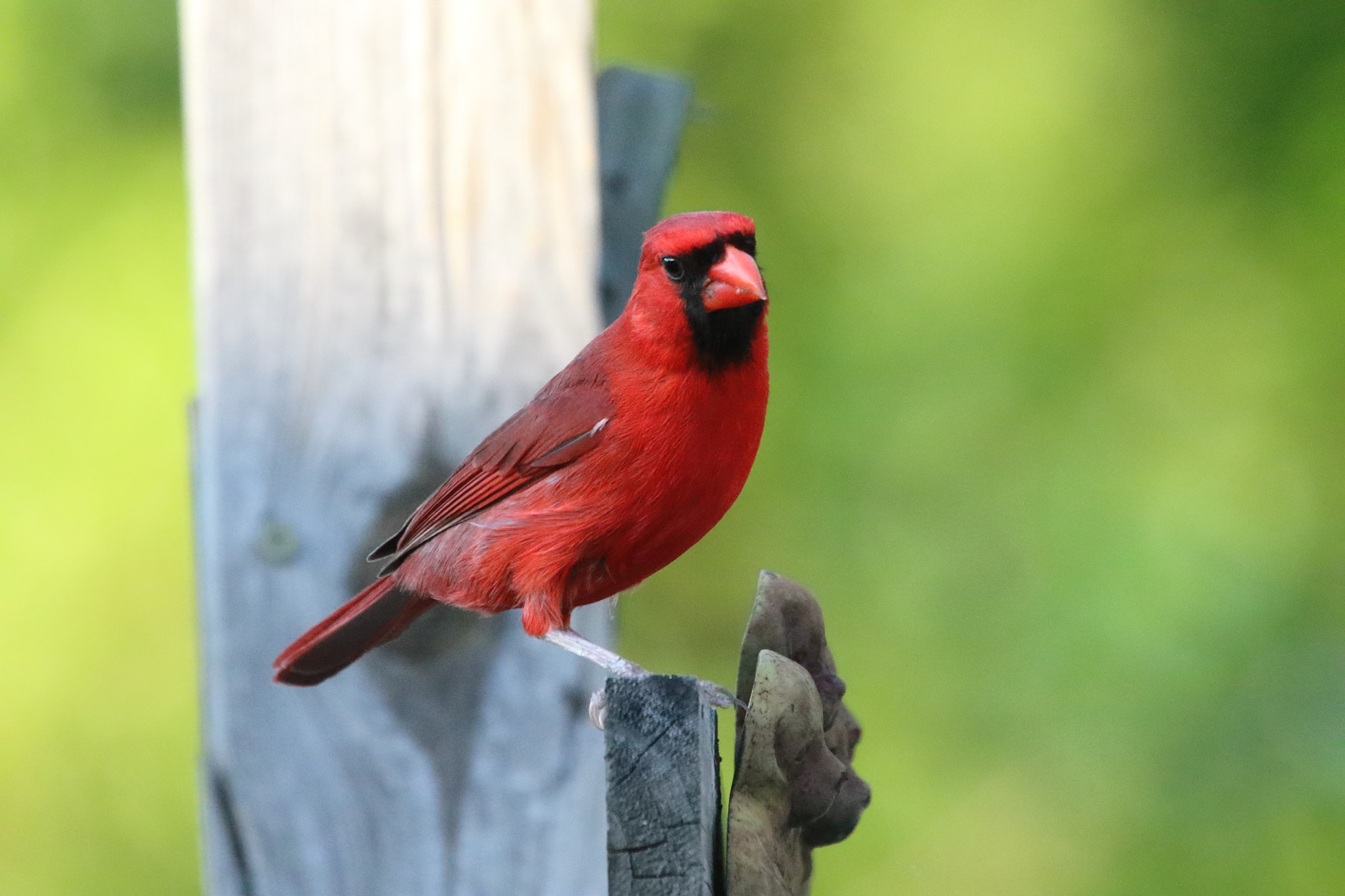Canon EOS 7D Mark II sample photo. 1088.jpg photography