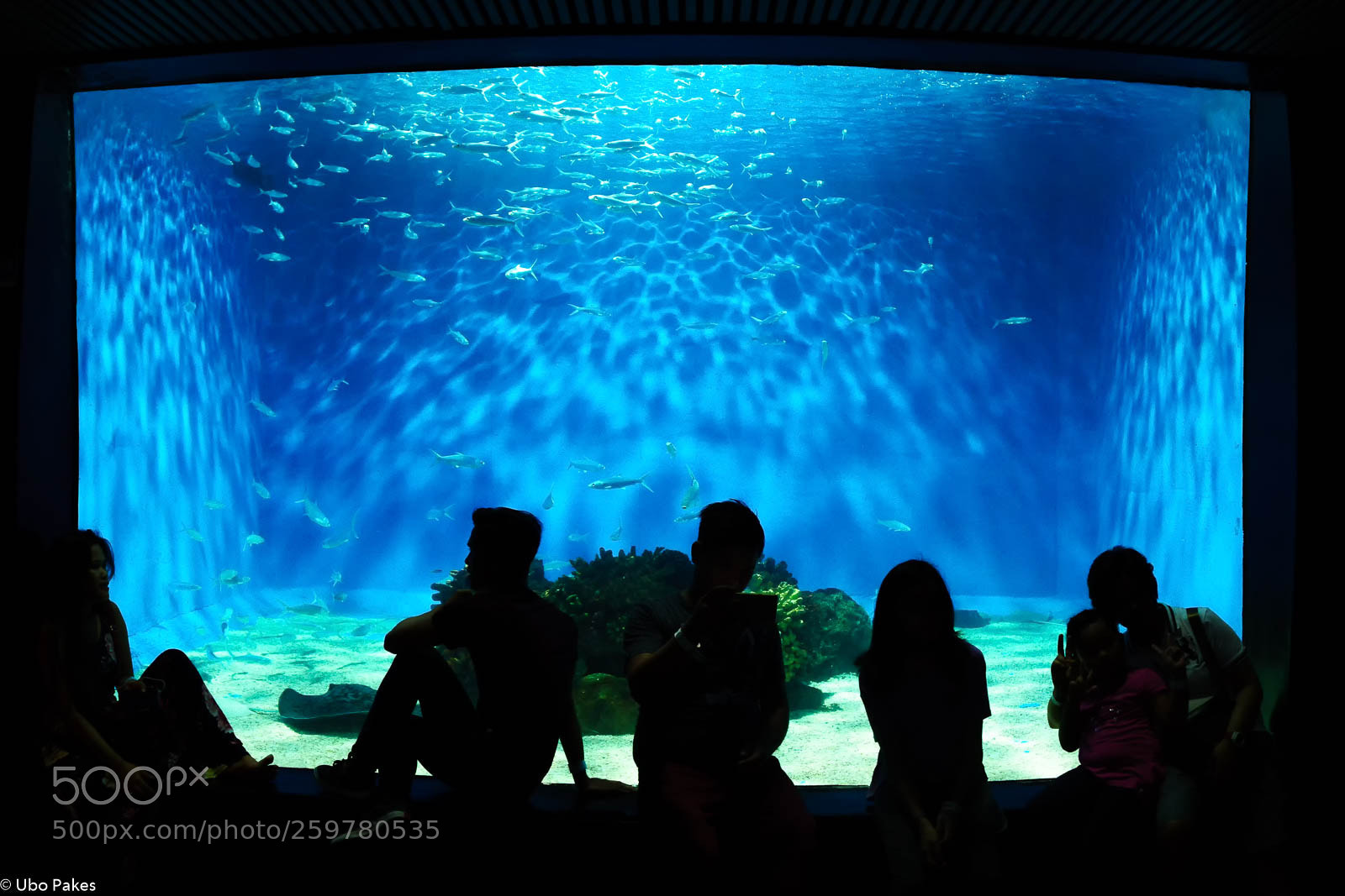 Sony a6300 sample photo. Aquarium photography