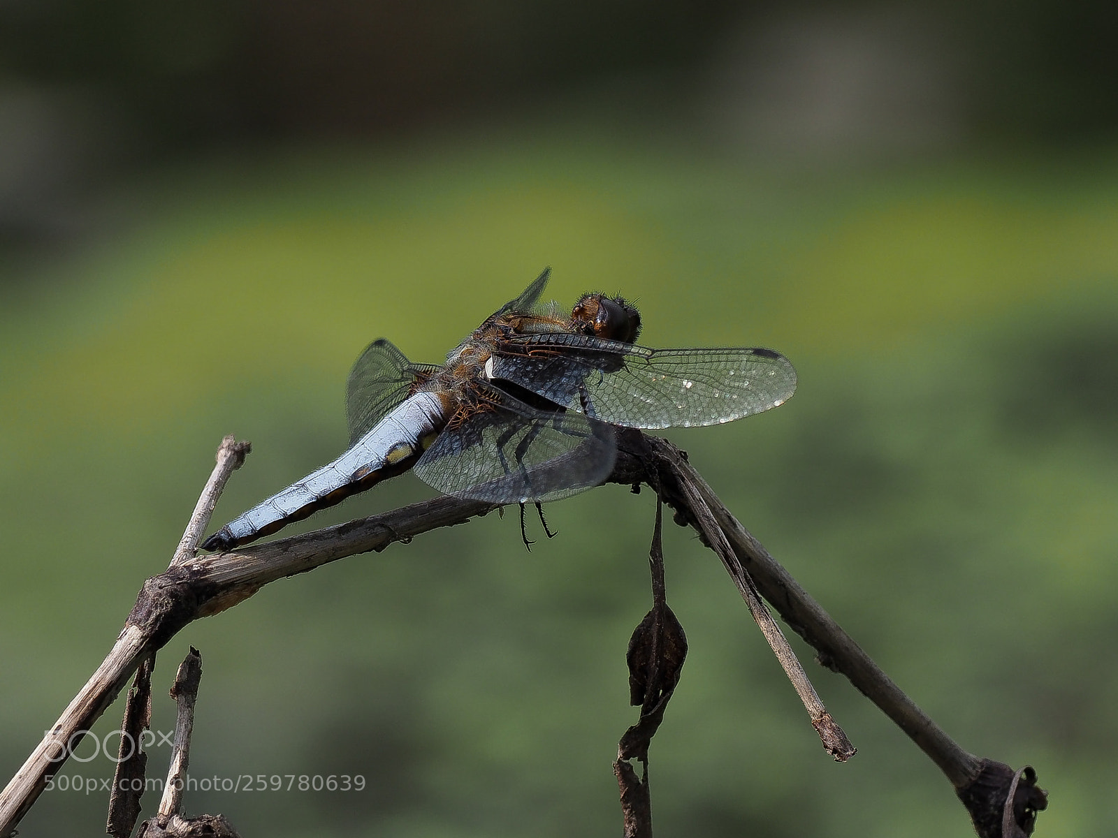 Olympus OM-D E-M1 Mark II sample photo. Plattbauch (libellula depressa photography