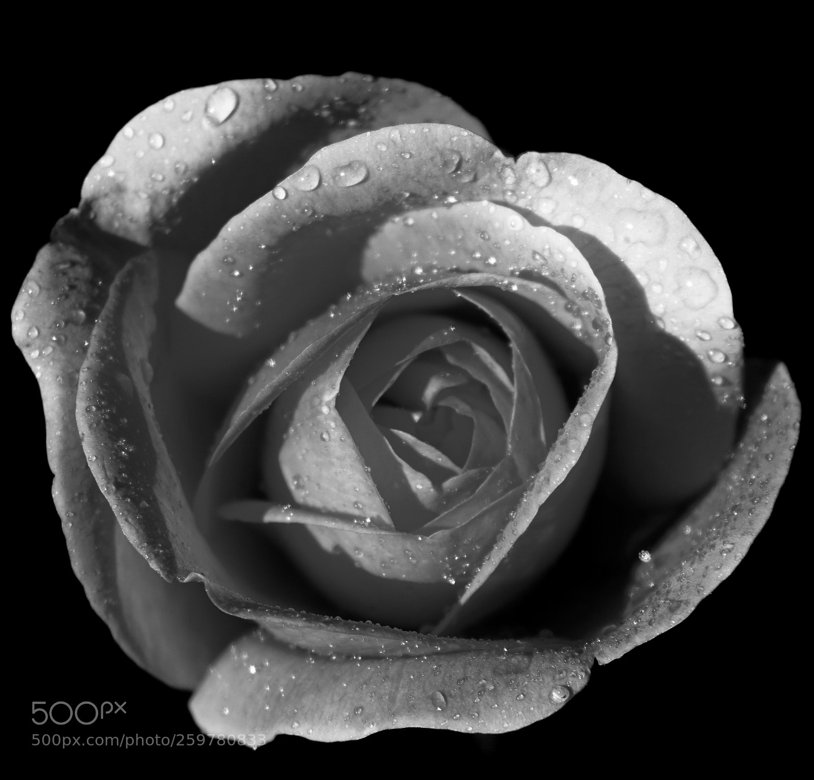 Sony a6000 sample photo. English rose b&w photography
