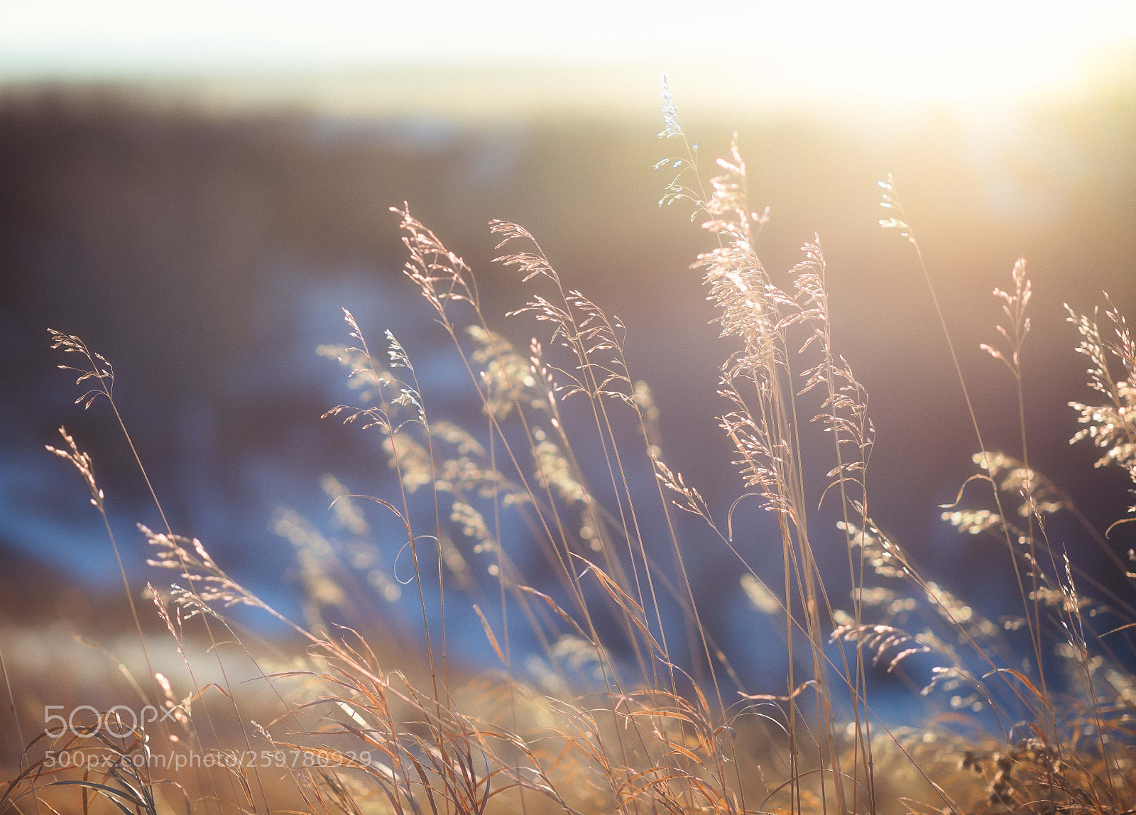 Nikon D600 sample photo. Grass at sunset photography