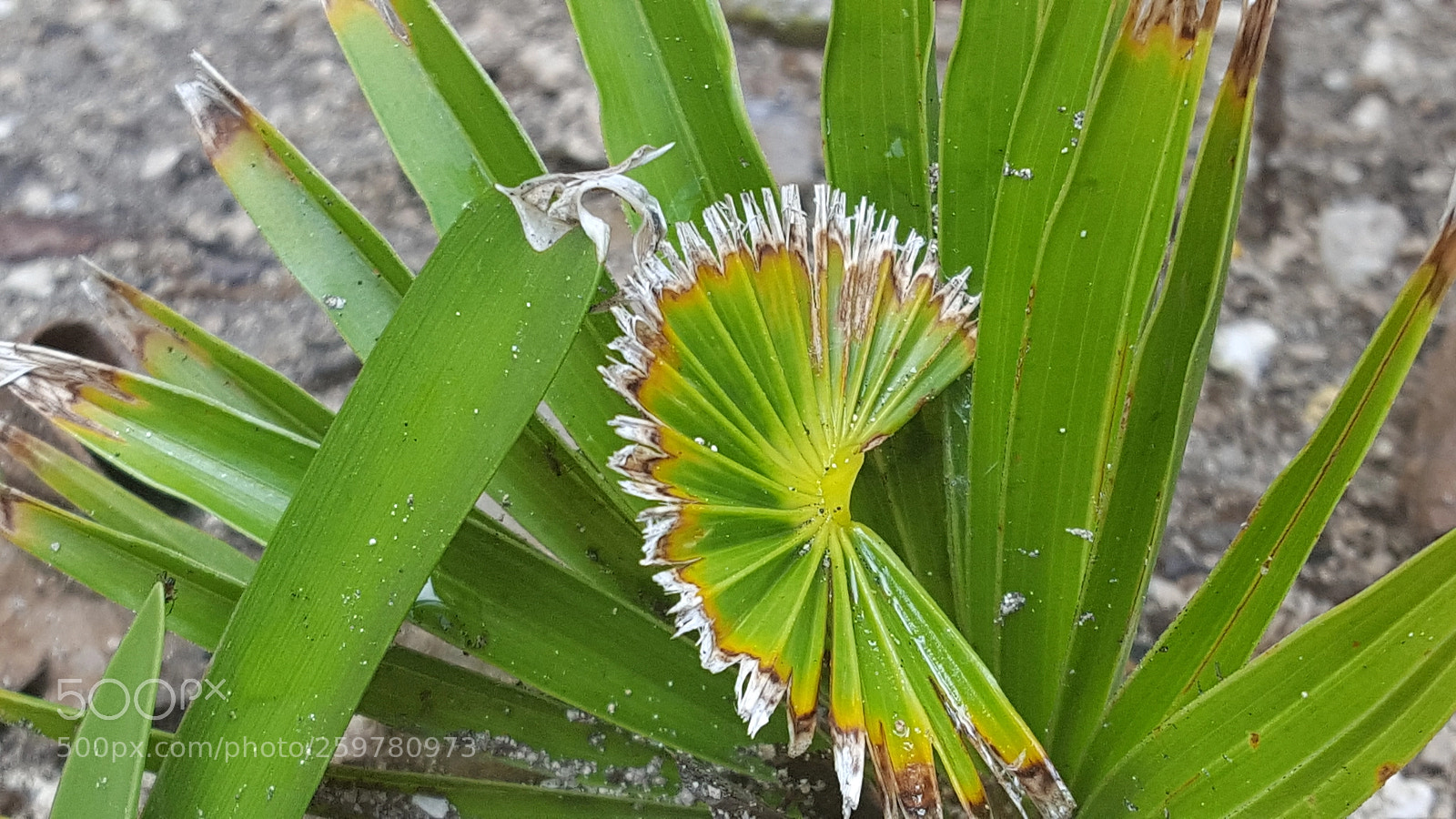 Samsung Galaxy S6 sample photo. Beginnings of a palm photography