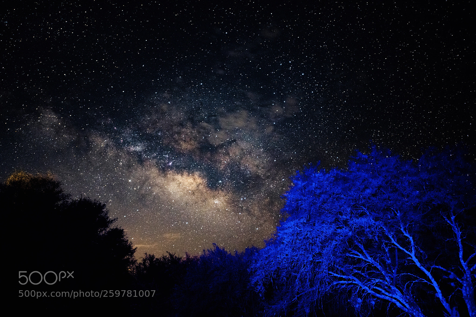Nikon D850 sample photo. The blue tree and photography