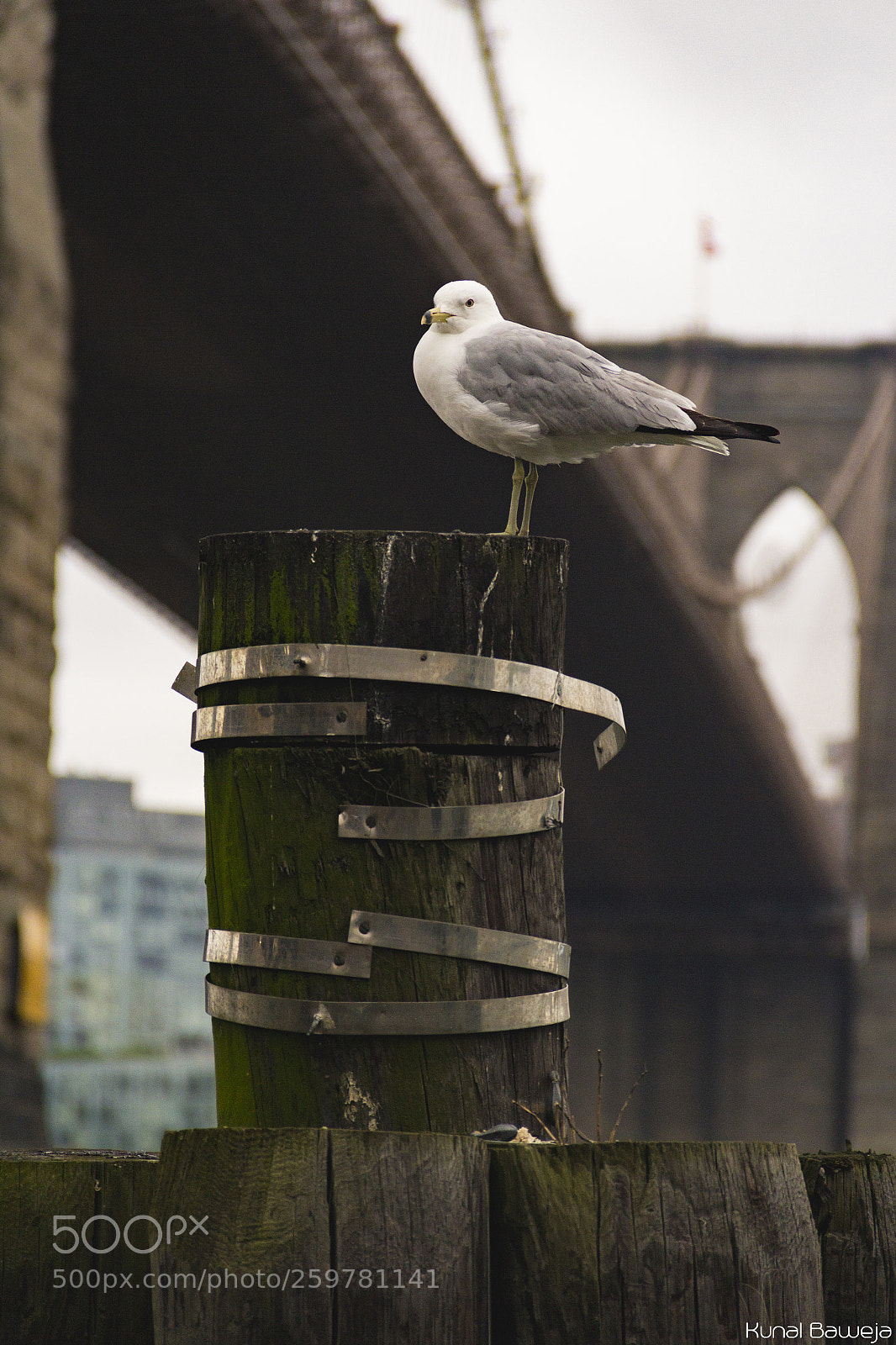 Canon EOS 600D (Rebel EOS T3i / EOS Kiss X5) sample photo. Bird ft. brooklyn bridge photography