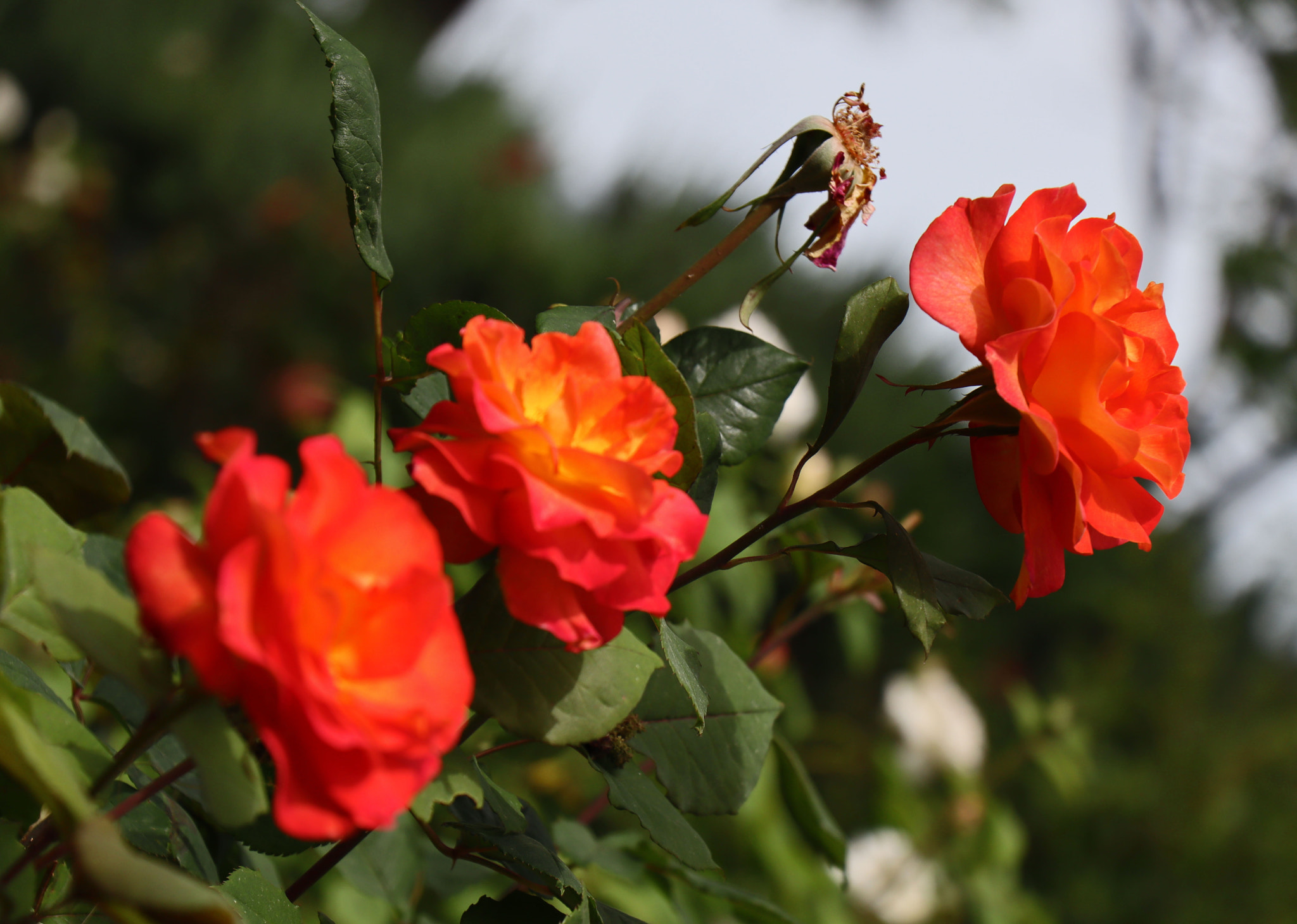 Canon EOS M50 (EOS Kiss M) sample photo. A rose is a rose is a rose photography