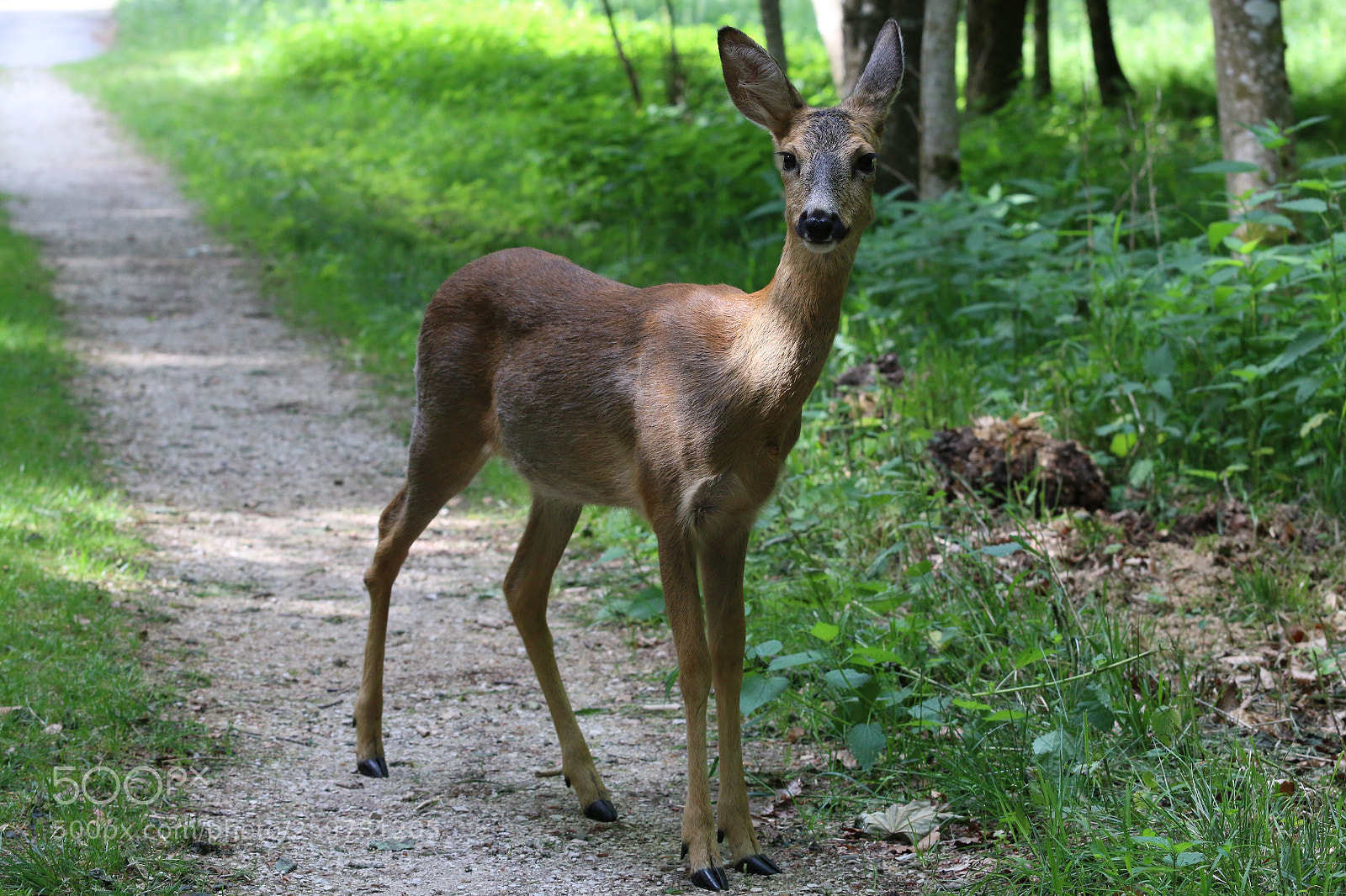 Canon EOS 70D sample photo. Bambi photography
