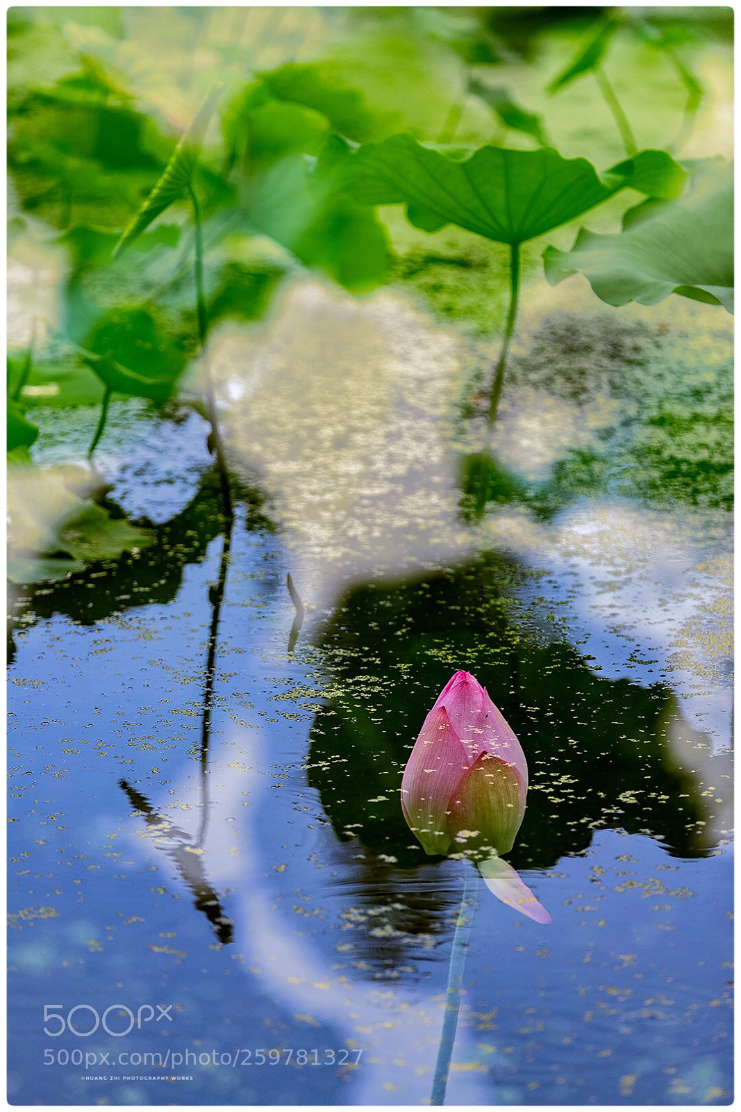 Canon EOS-1D X Mark II sample photo. 莲花·lotus photography