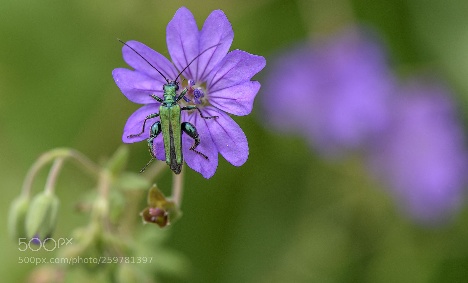 Nikon D810 sample photo. L' oedeme re noble photography