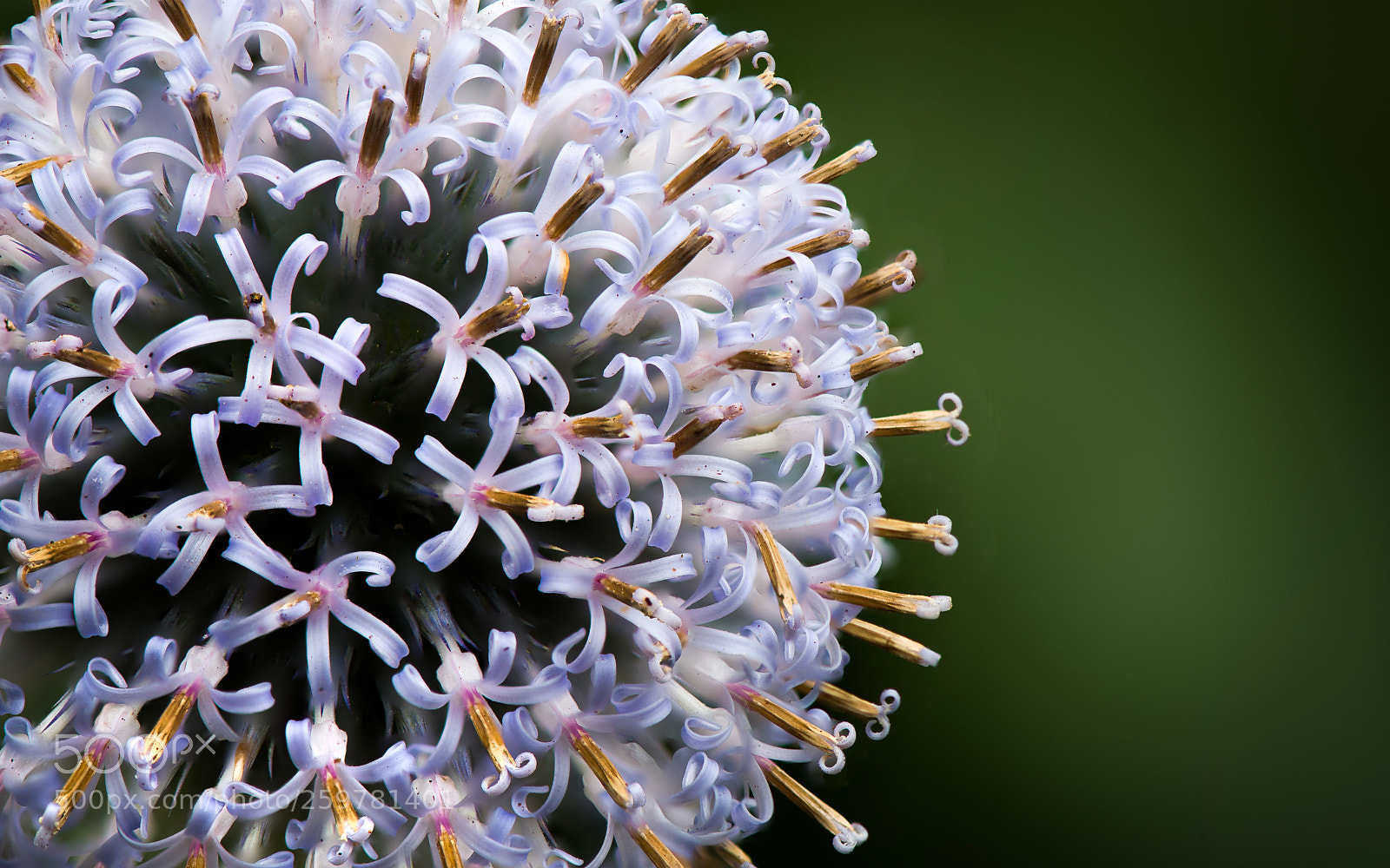 Nikon D810 sample photo. Flower in bloom photography