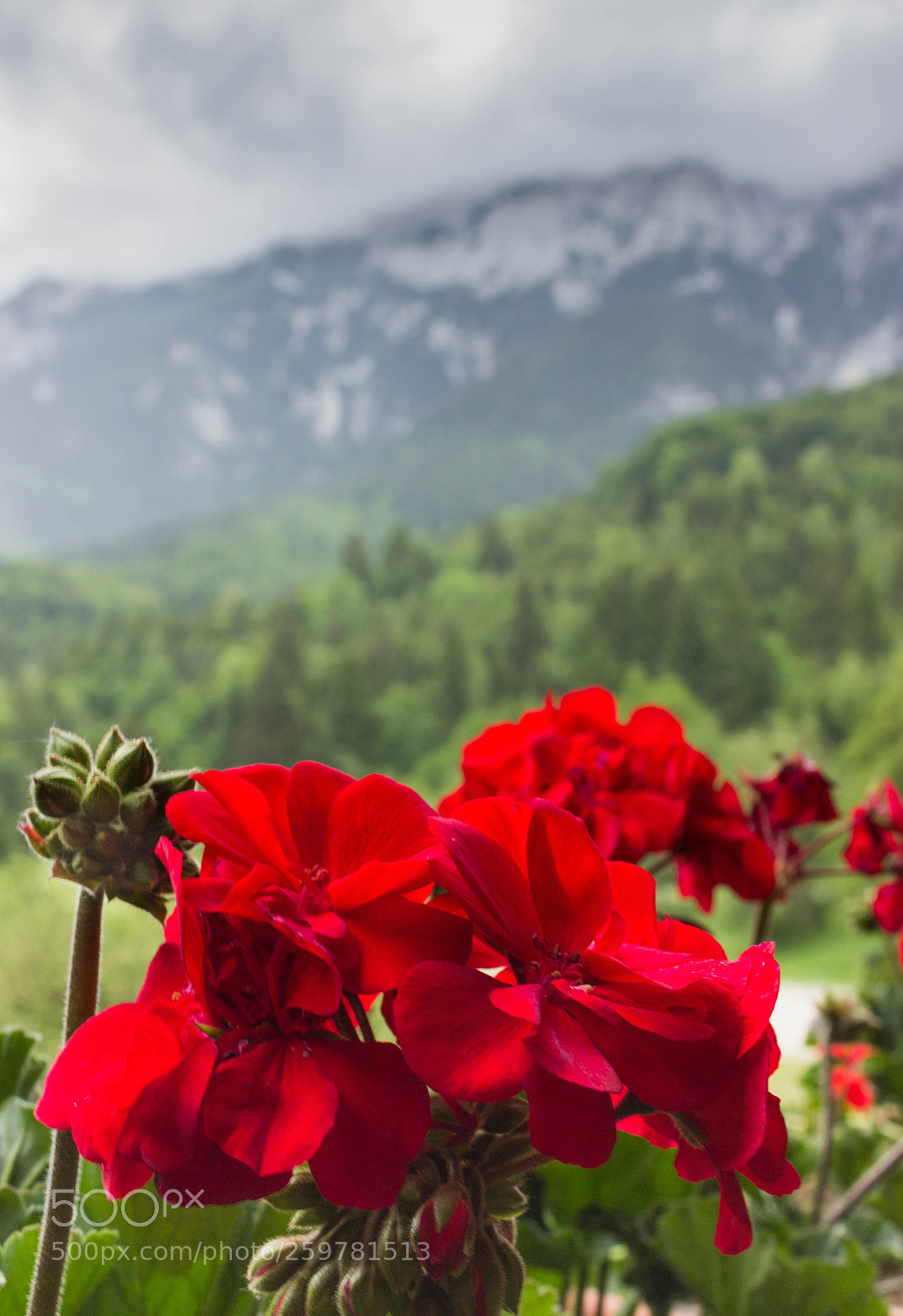 Canon EOS 600D (Rebel EOS T3i / EOS Kiss X5) sample photo. Red flower photography
