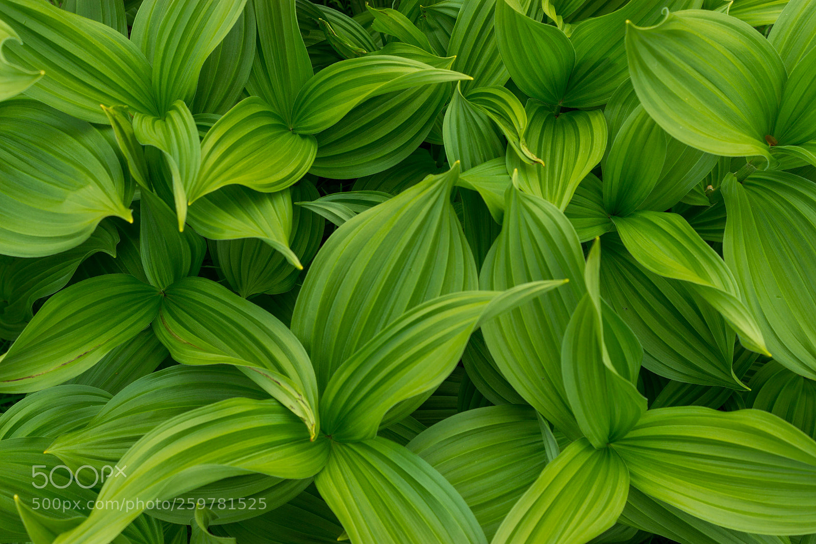 Canon EOS 600D (Rebel EOS T3i / EOS Kiss X5) sample photo. Green flowers photography
