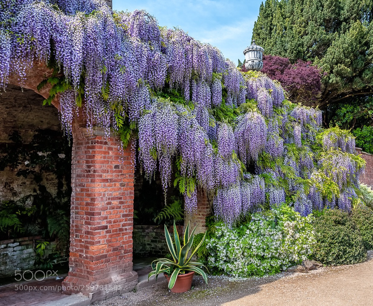 Leica Q (Typ 116) sample photo. Wonderful wisteria  photography