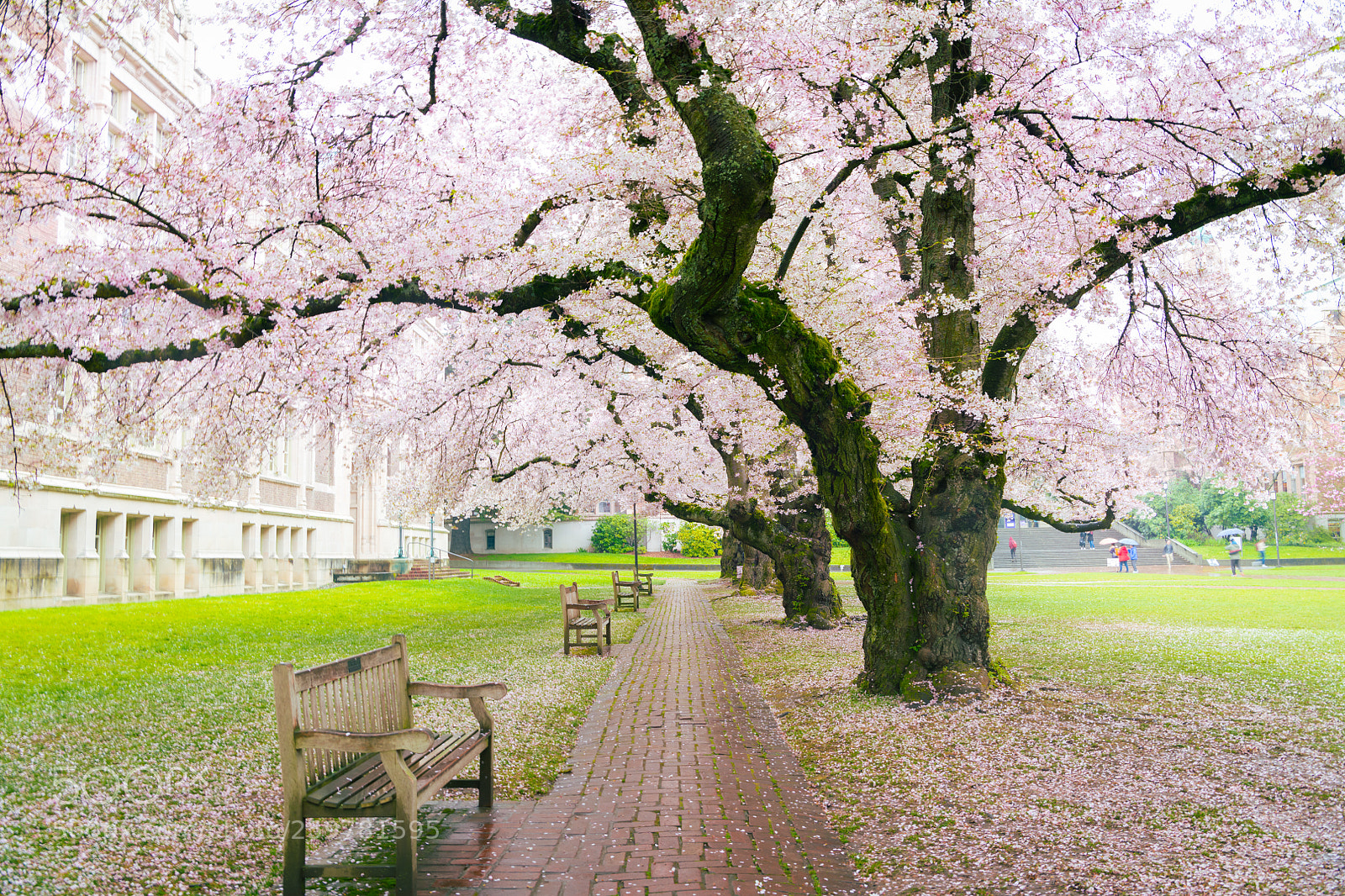 Nikon D850 sample photo. Cherry blossoms, university of photography