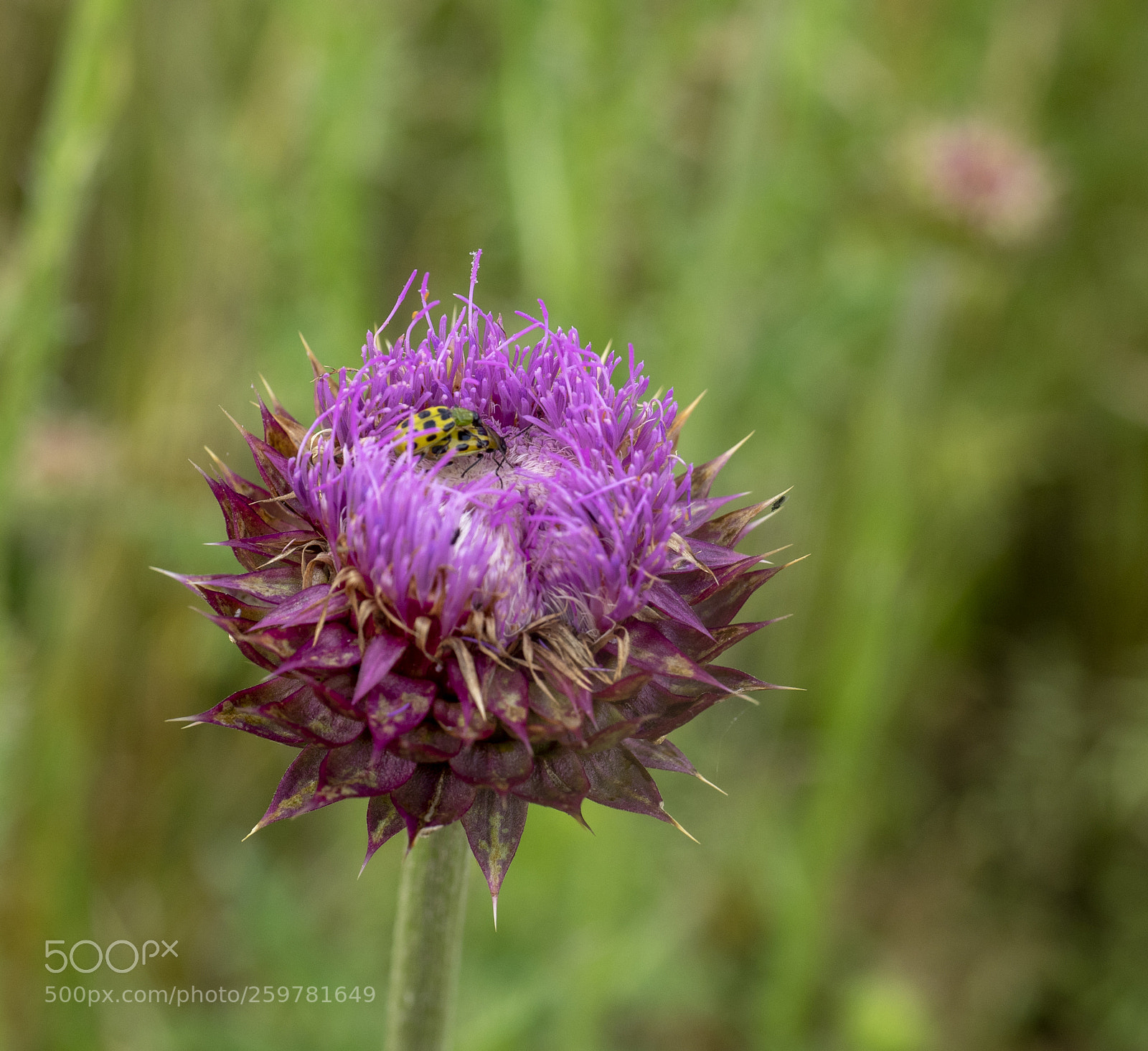 Olympus OM-D E-M1 sample photo. Beautiful weed photography