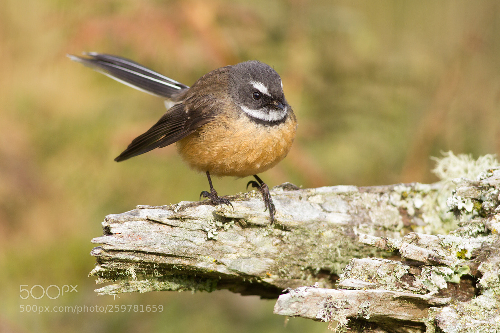 Canon EOS 7D sample photo. Fantail on stump photography
