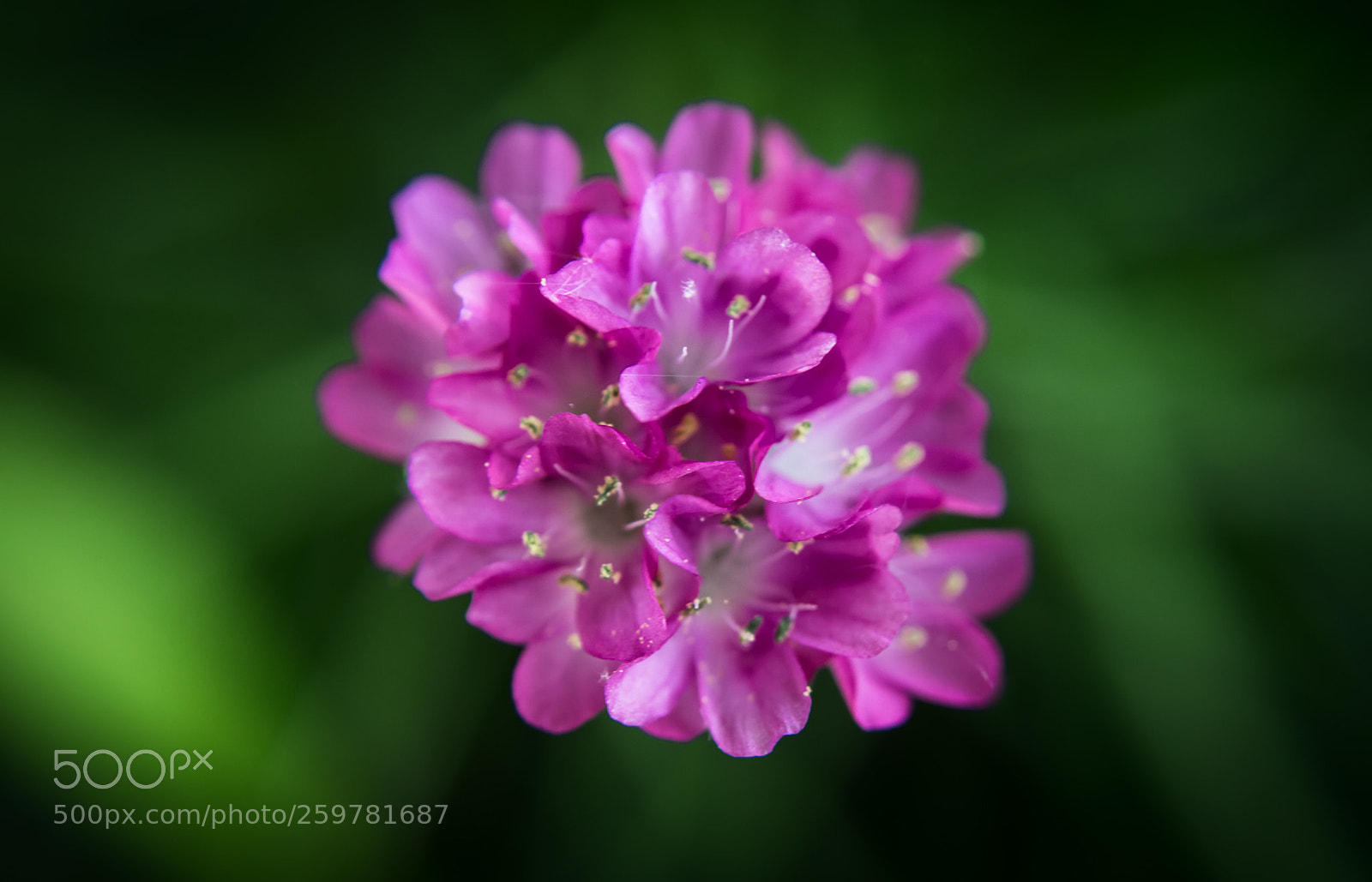 Nikon D3200 sample photo. Pink cluster photography