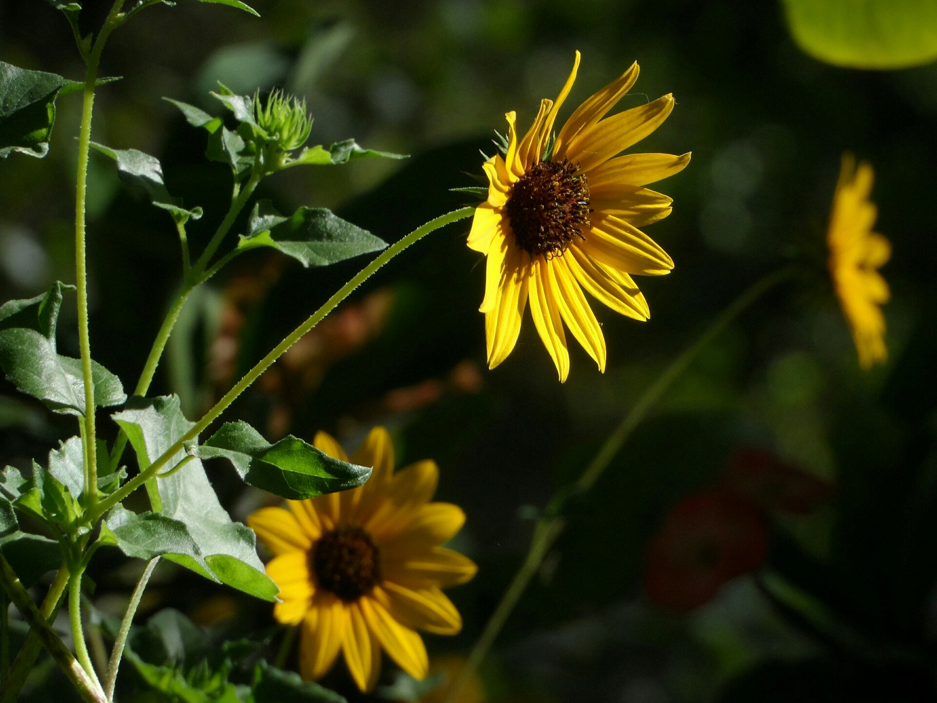 Samsung WB150 / WB150F / WB152 / WB152F / WB151 / WB151F / WB140 sample photo. Beach sunflower photography