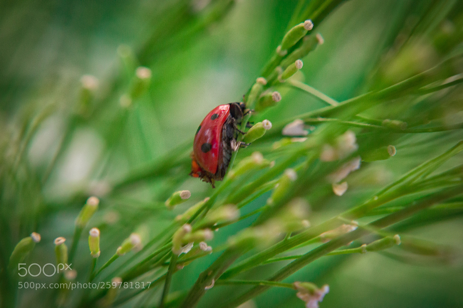 Nikon D3200 sample photo. Lady bug photography