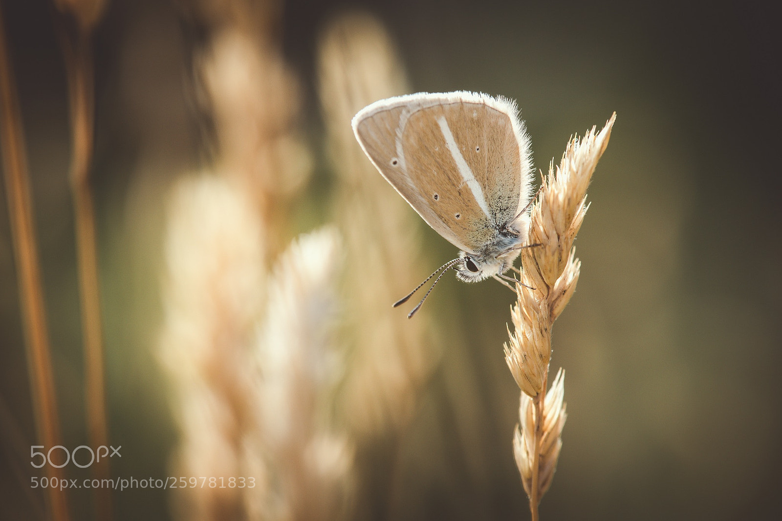 Nikon D800E sample photo. Another polyommatus damon sabl photography