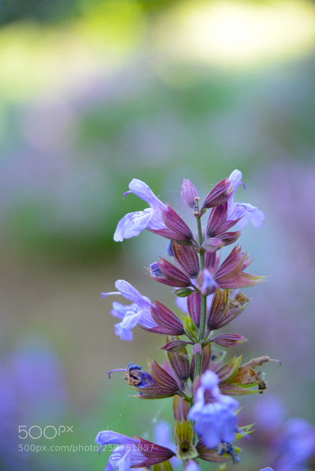 Nikon D610 sample photo. Purple flower photography