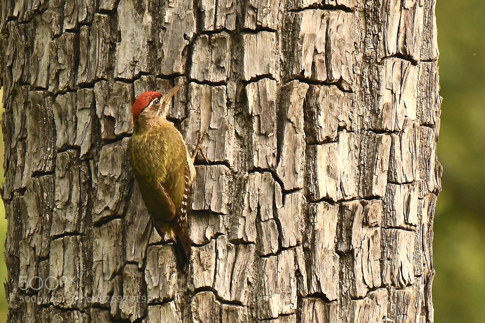Nikon D850 sample photo. Woody... photography