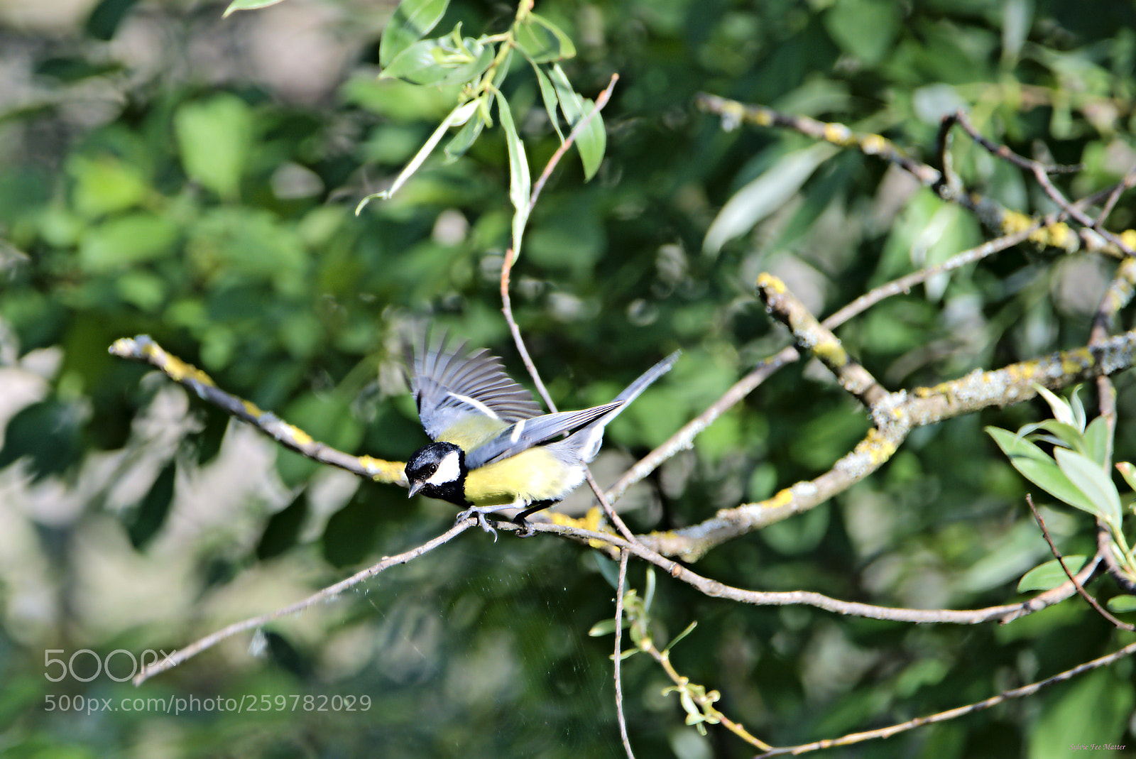Nikon D7200 sample photo. Spread out the wings photography