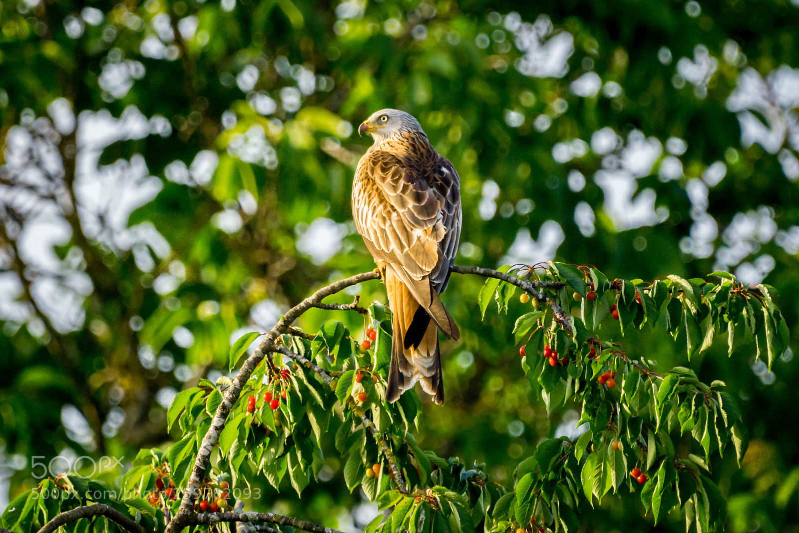 Sony a6000 sample photo. Black kite on cherry photography