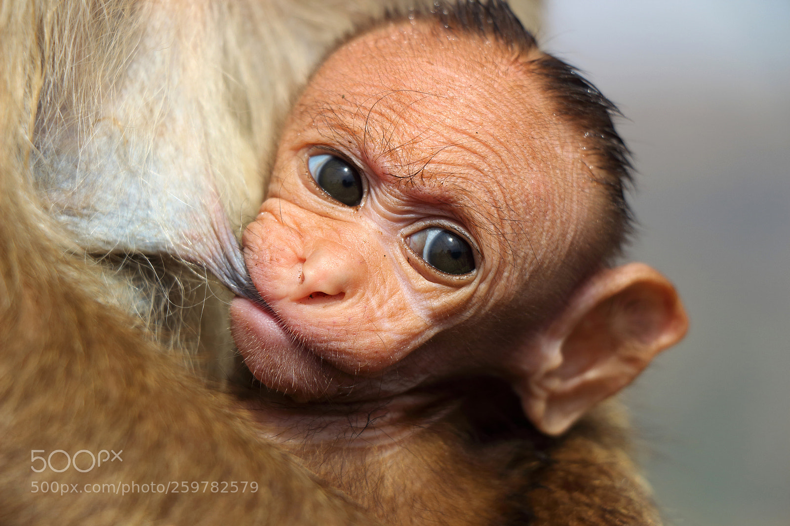 Canon EOS 700D (EOS Rebel T5i / EOS Kiss X7i) sample photo. "new born baby" photography
