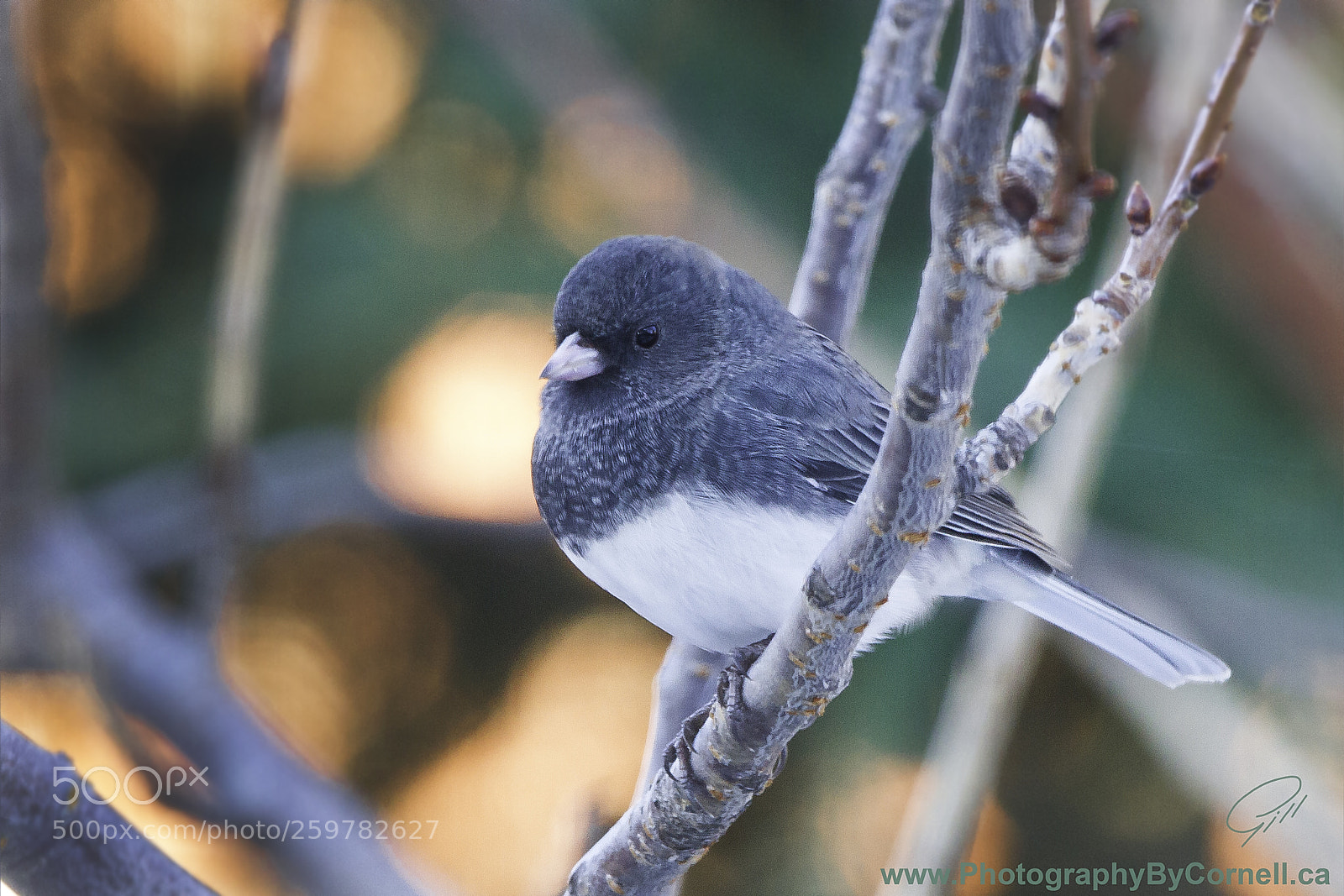 Canon EOS 7D sample photo. Dark eyed junco photography