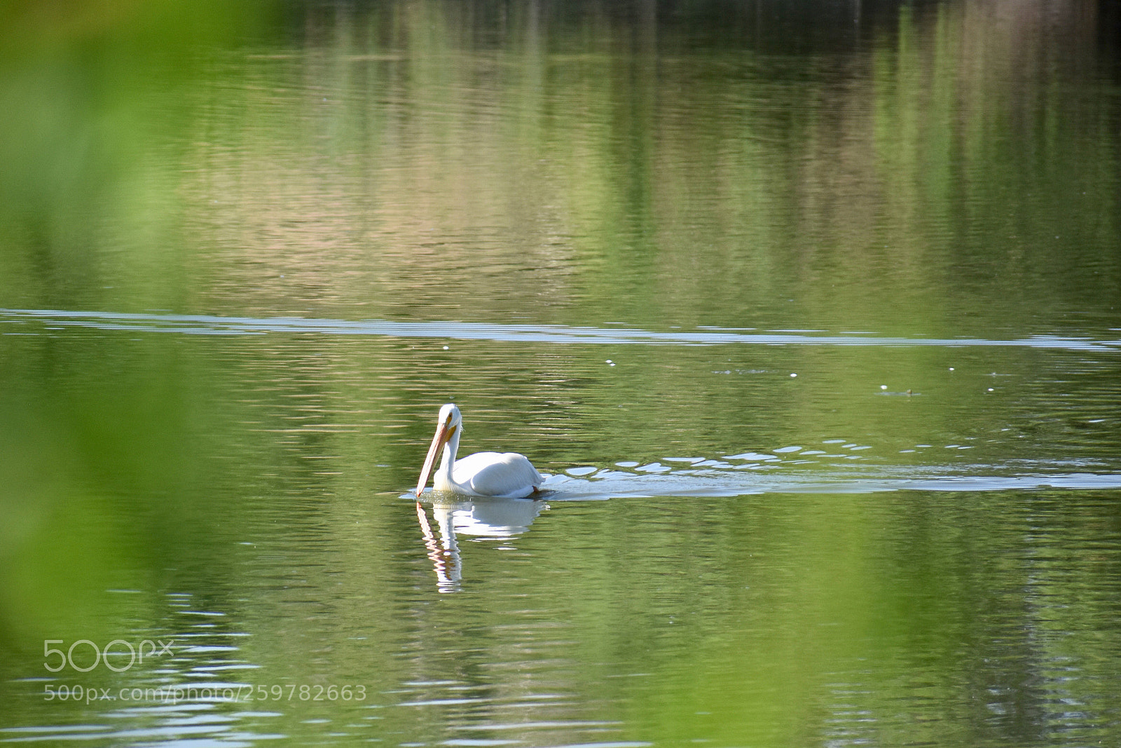 Nikon D3400 sample photo. Pelican photography