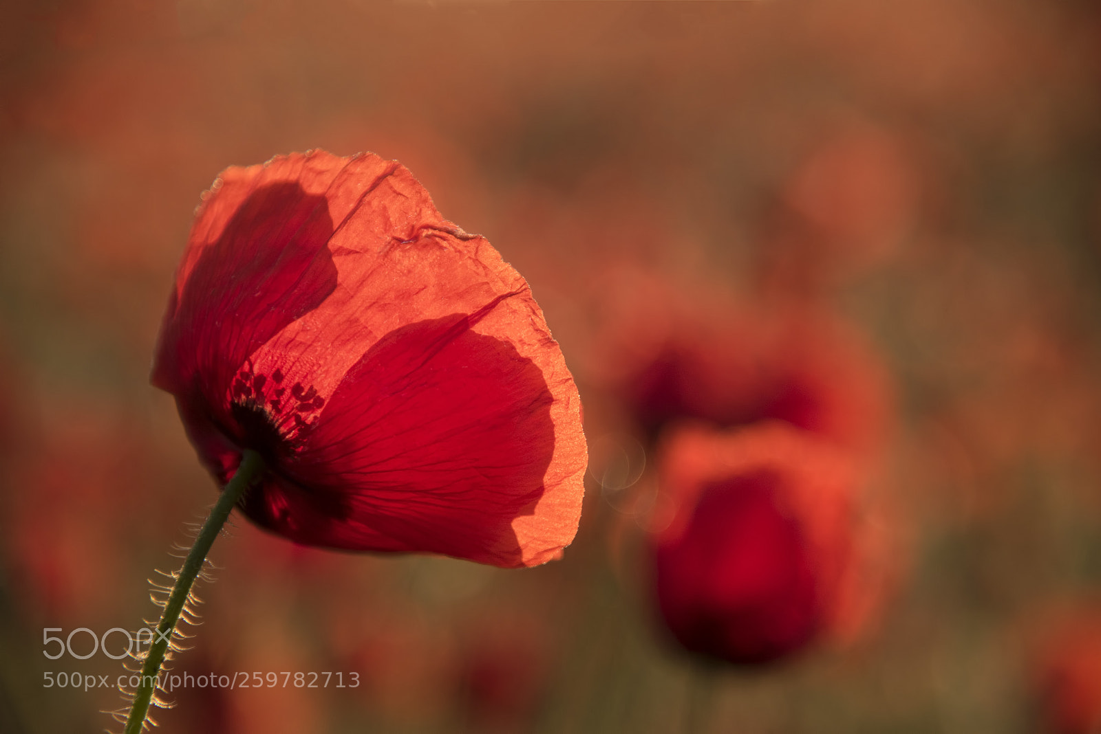 Nikon D810 sample photo. Poppies photography
