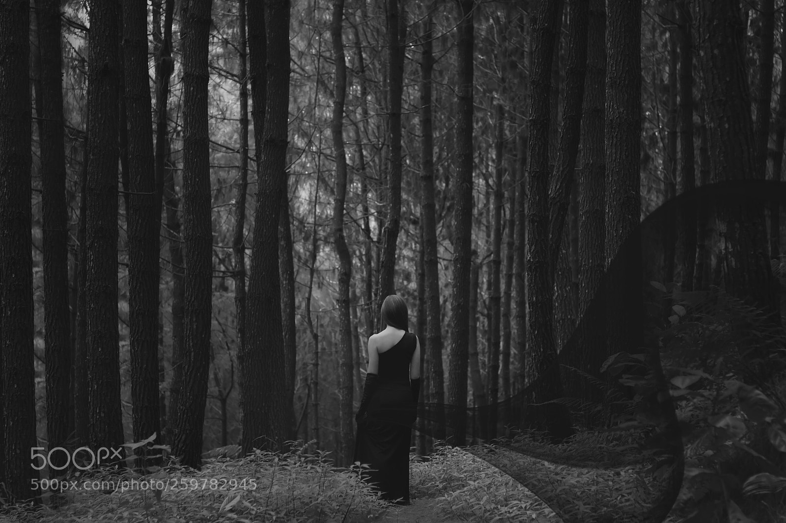Sony a6000 sample photo. Walking in the forest photography
