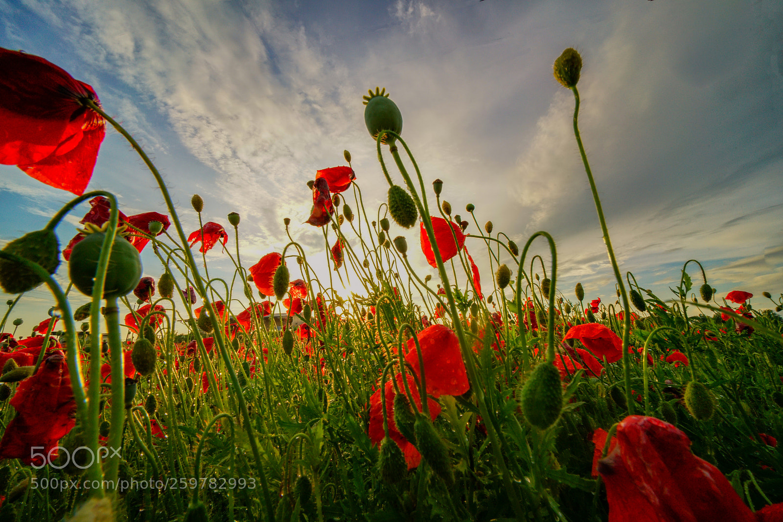 Sony a7R II sample photo. Mohnfield photography