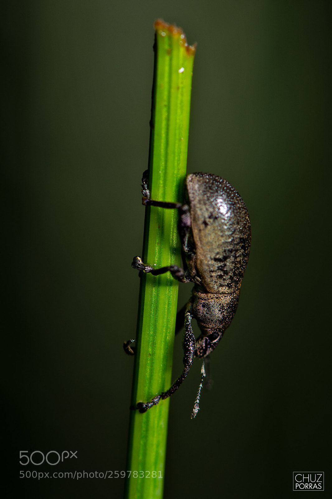 Nikon D7100 sample photo. Insect 2 photography