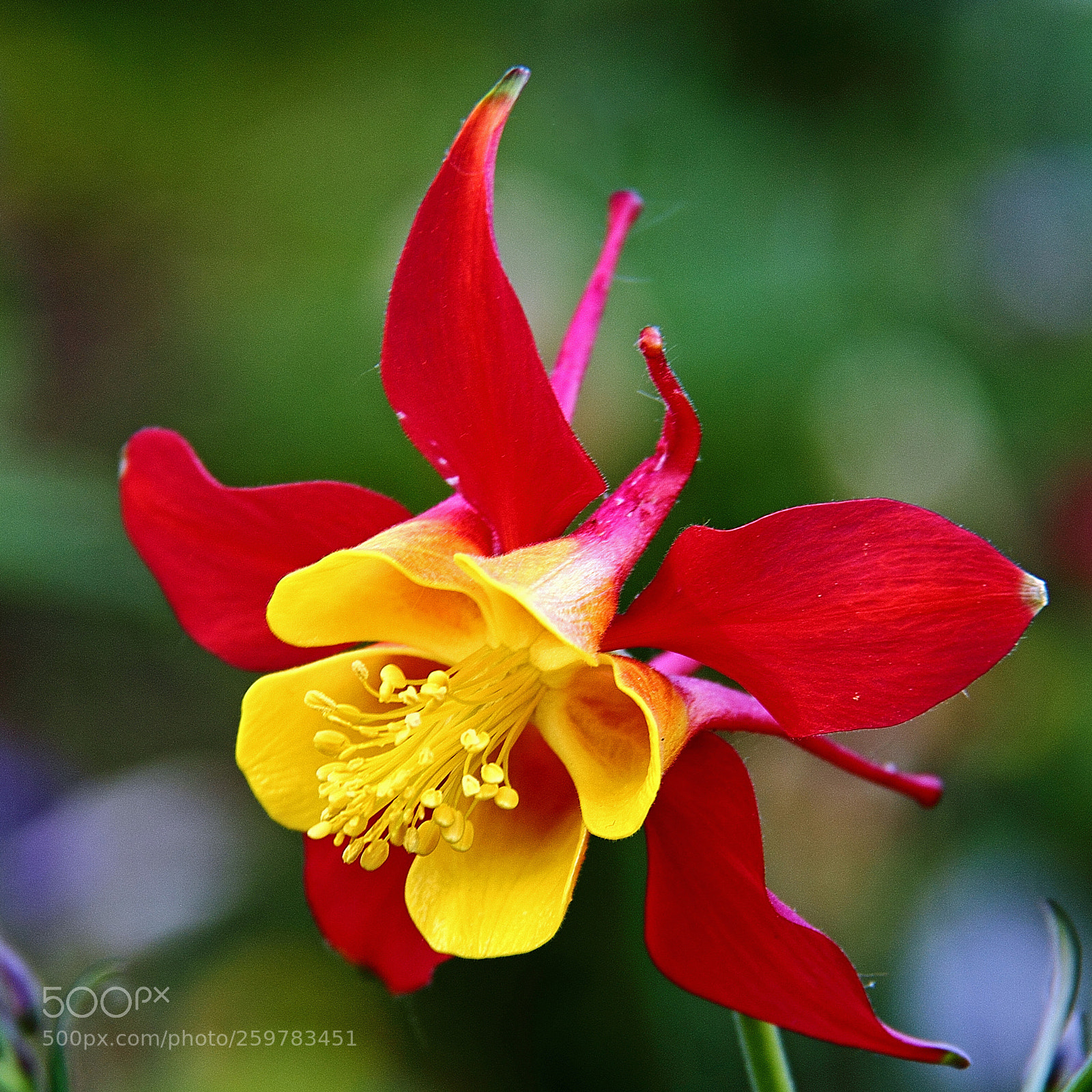 Canon EOS 600D (Rebel EOS T3i / EOS Kiss X5) sample photo. Aquilegia formosa photography