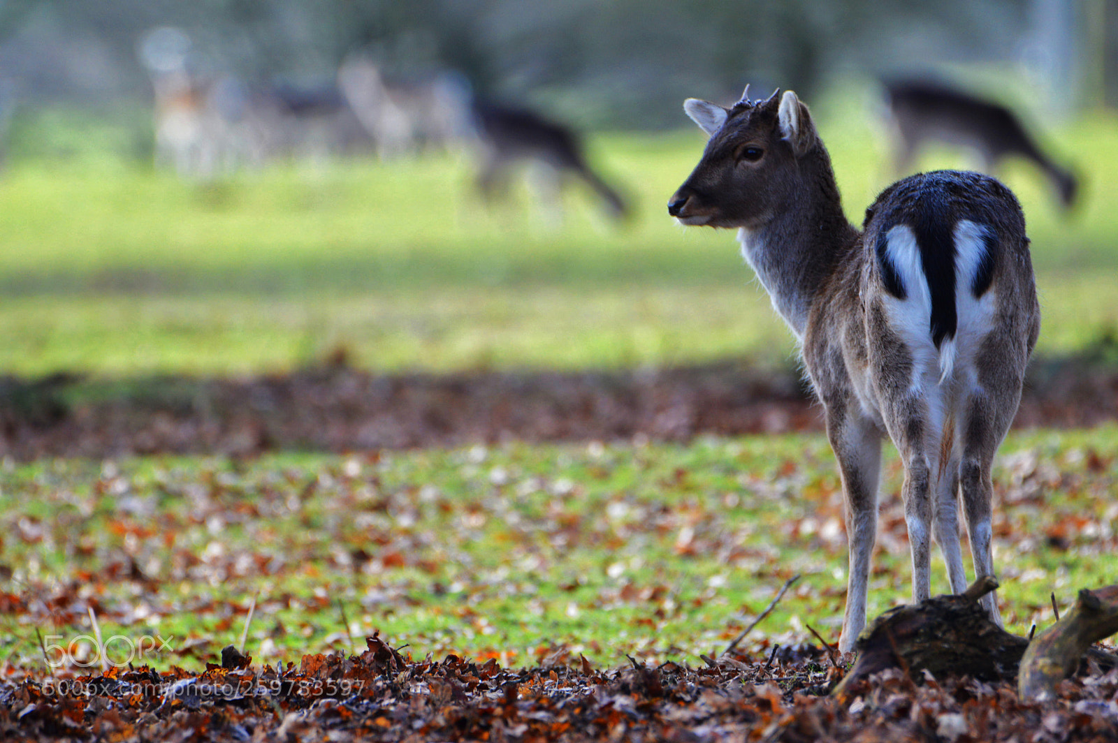 Nikon D3200 sample photo. A shy deer photography