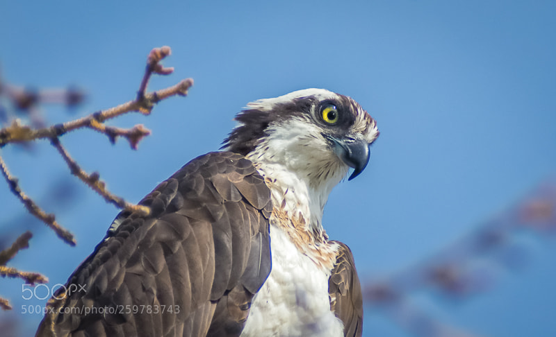 Nikon D7200 sample photo. Osprey photography