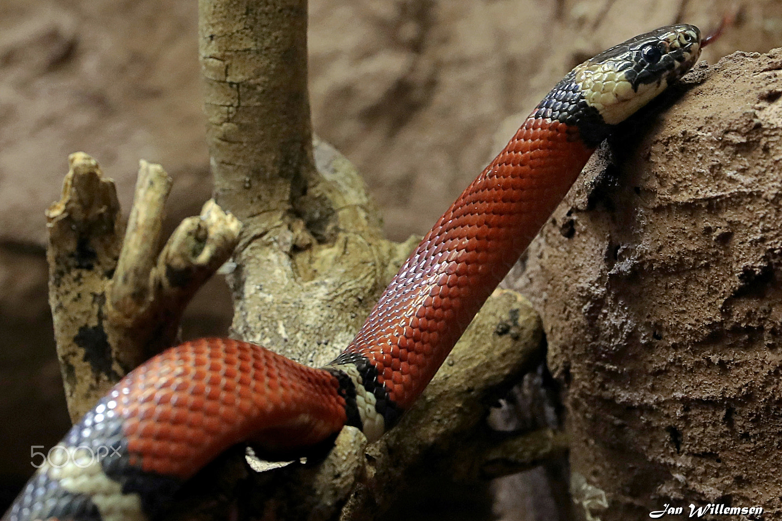 Canon EF 300mm F2.8L IS II USM sample photo. Milk snake photography