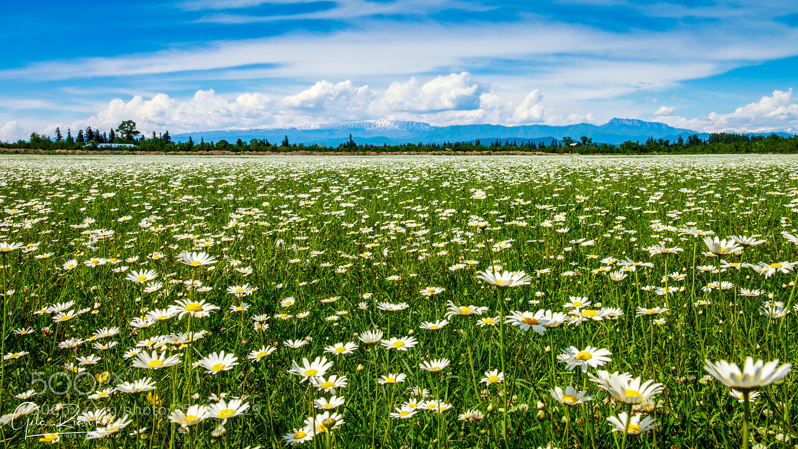 Canon EOS 500D (EOS Rebel T1i / EOS Kiss X3) sample photo. Field of camomiles photography