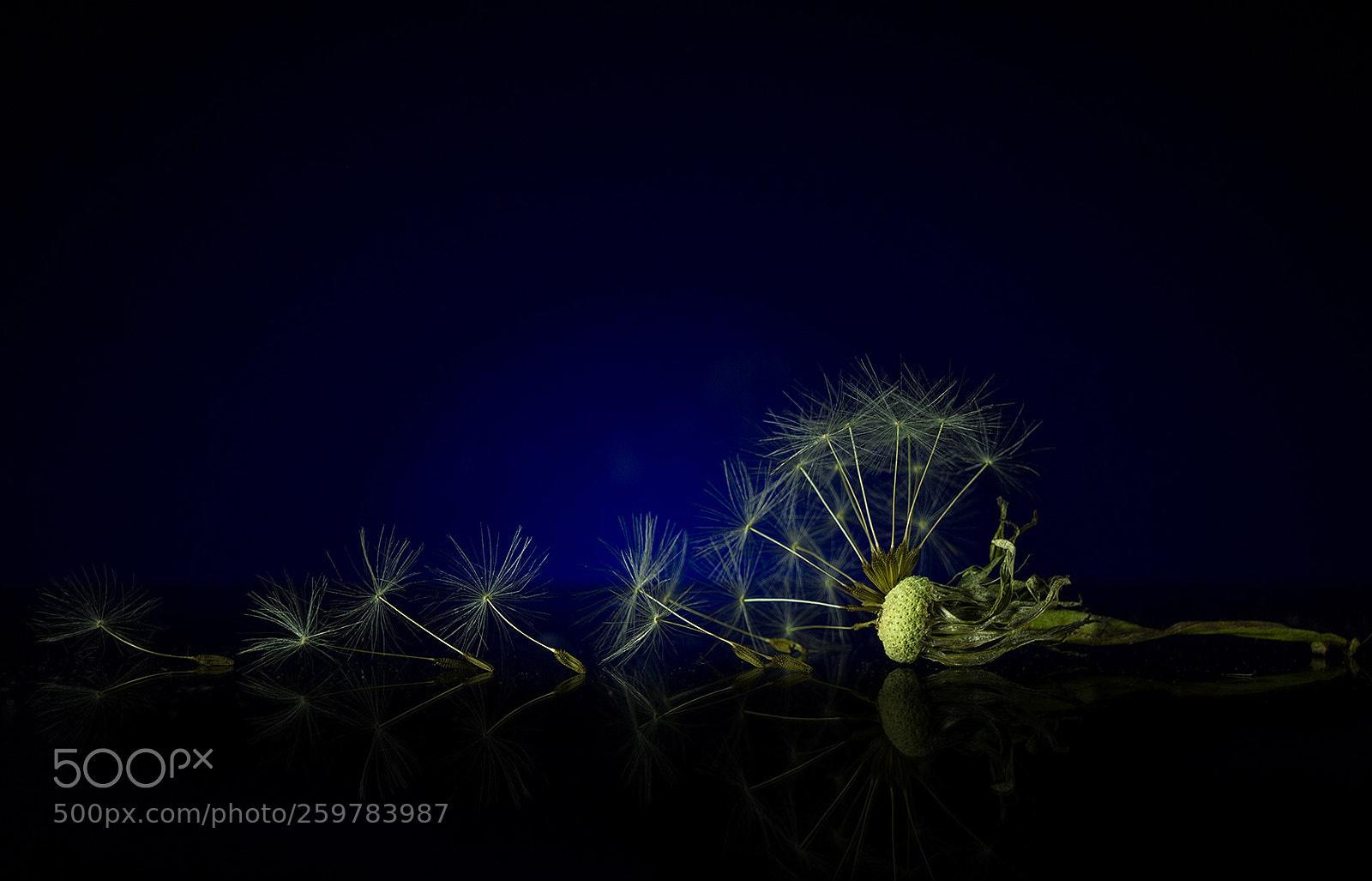 Sony a6000 sample photo. Dandelion photography