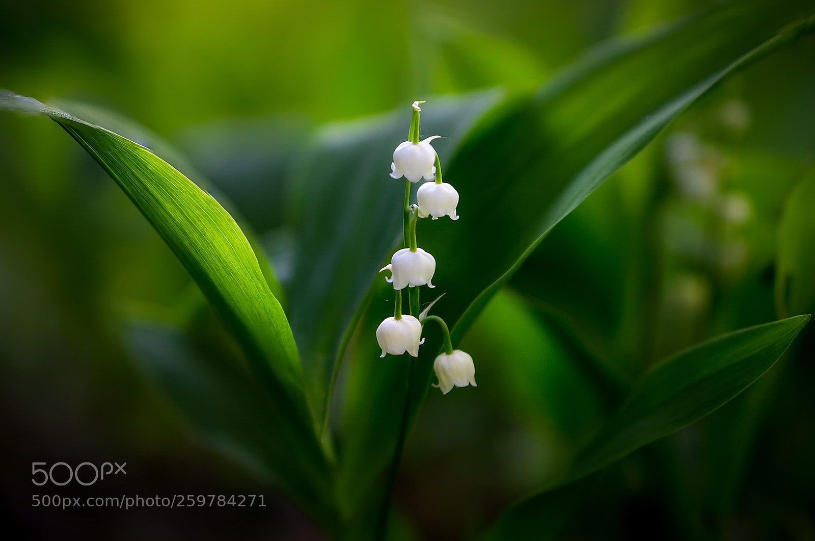 Sony a6000 sample photo. Lily of the valley photography
