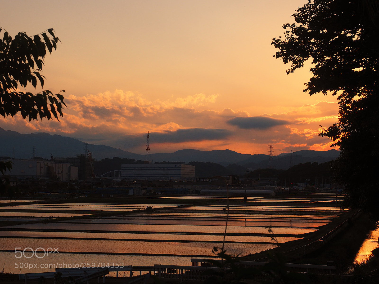 Olympus OM-D E-M1 sample photo. 田んぼの夕暮れ　dusk on rice field photography